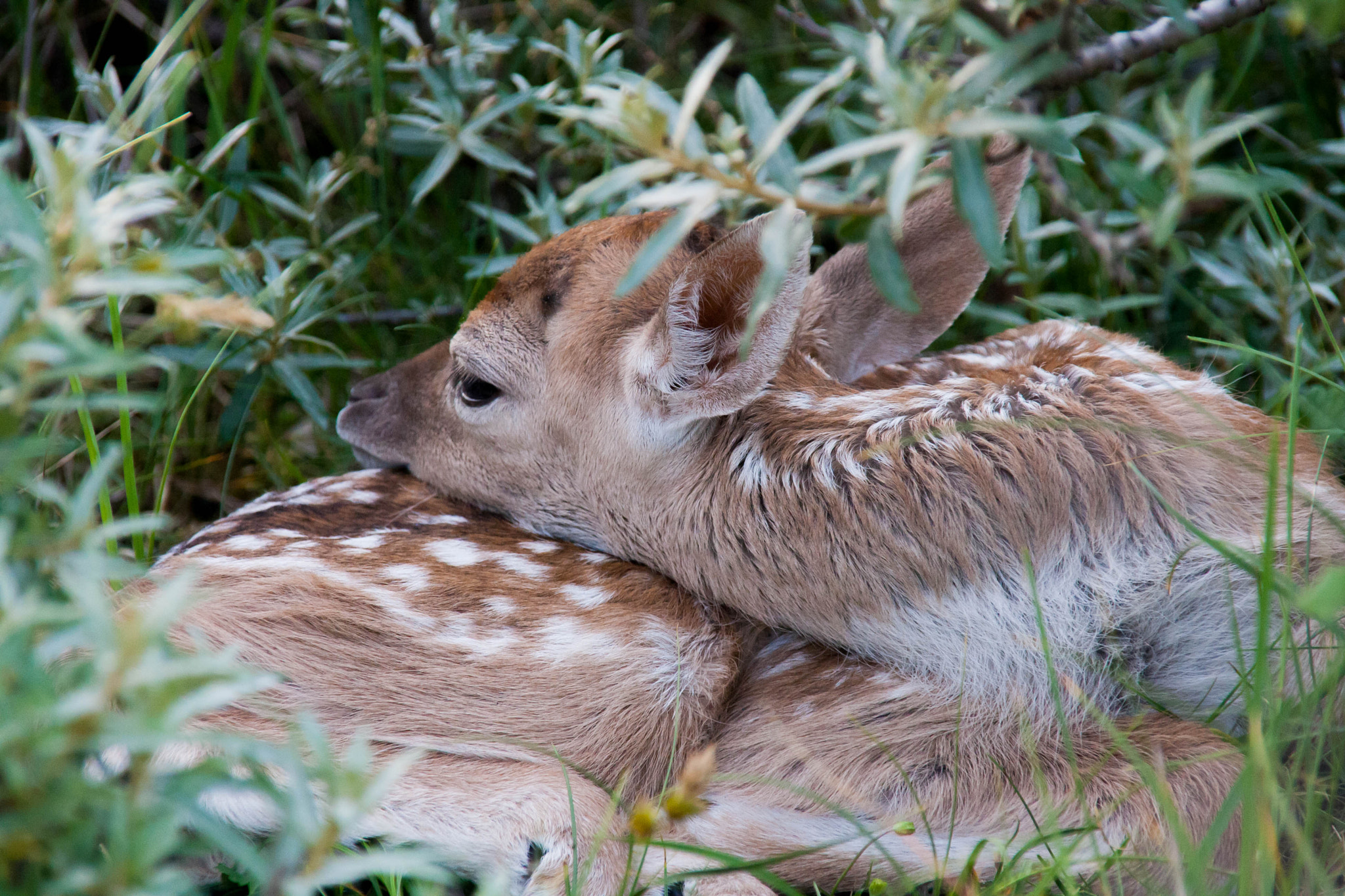 Sigma 18-200mm f/3.5-6.3 DC OS sample photo. Sleepy little bambi photography