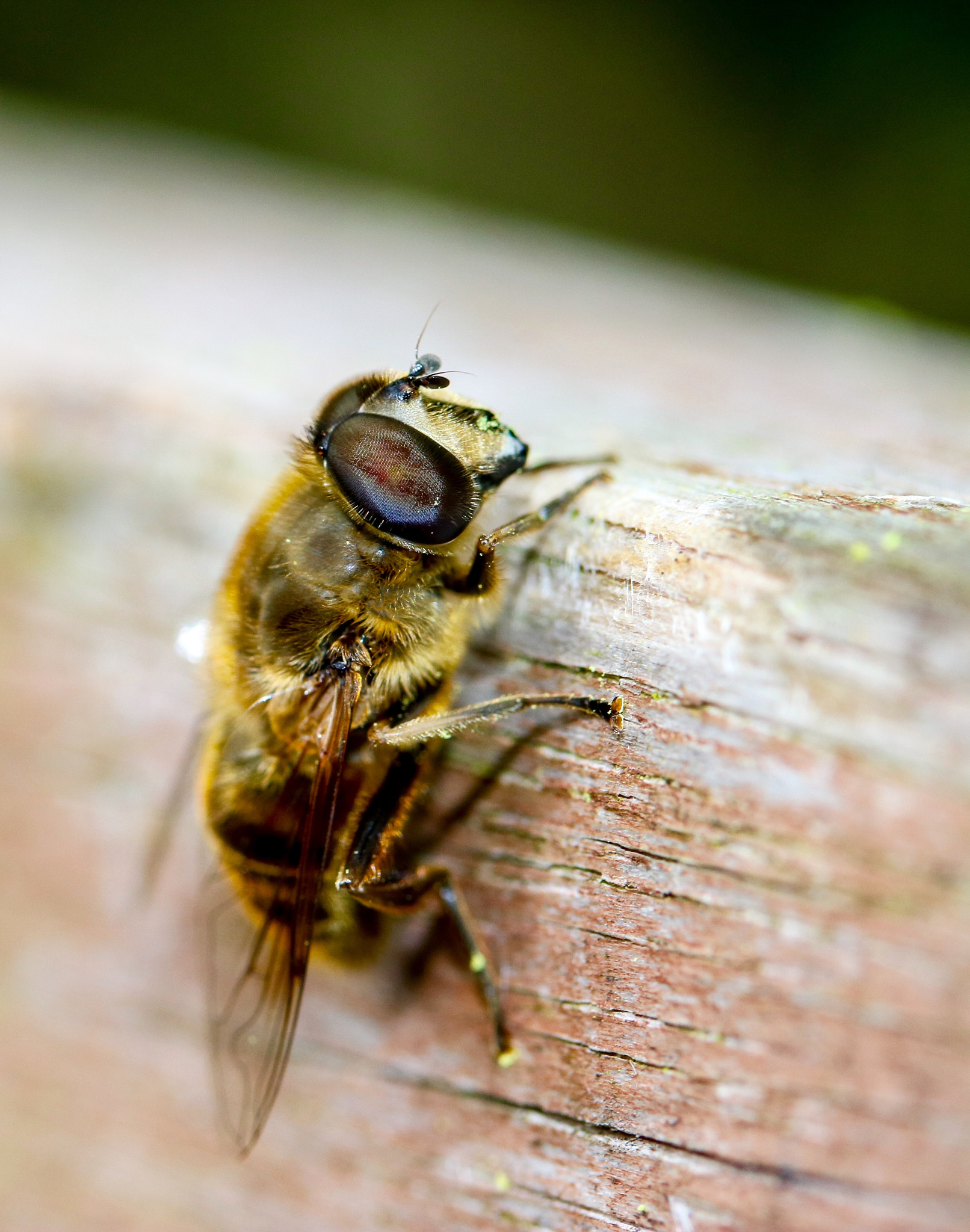 Canon EF-S 60mm F2.8 Macro USM sample photo. Untitled photography