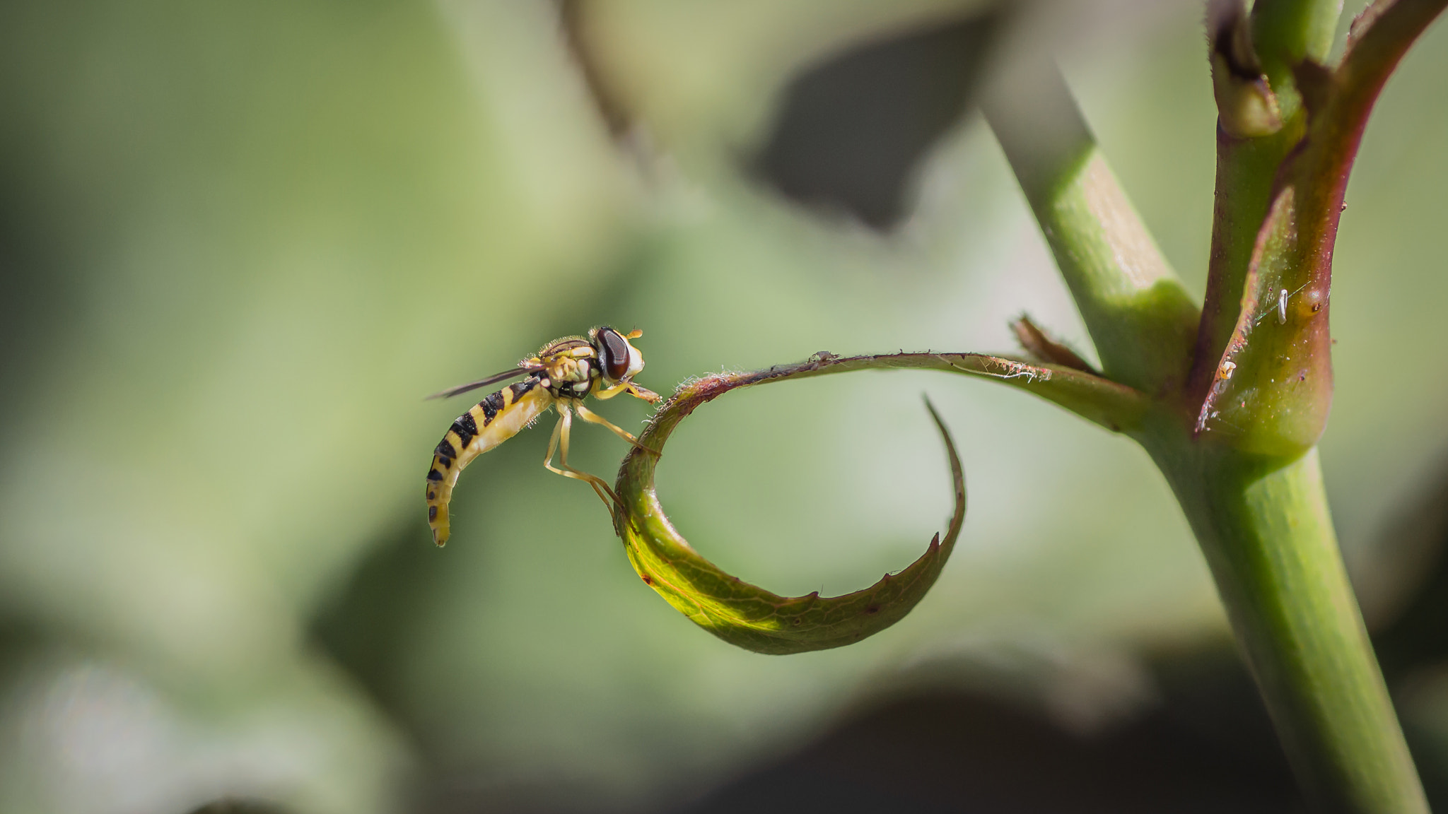 Canon EOS 600D (Rebel EOS T3i / EOS Kiss X5) + Tamron SP AF 90mm F2.8 Di Macro sample photo. Landed hoverfly photography