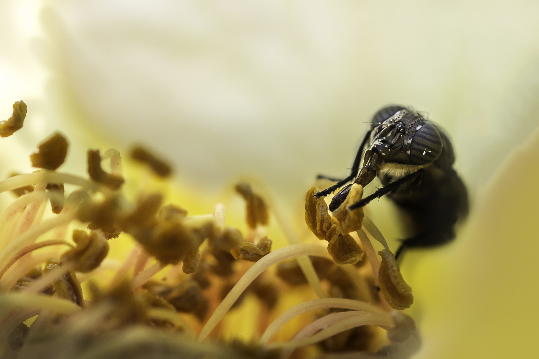 Tamron SP AF 90mm F2.8 Di Macro sample photo. Hidden on a rose photography