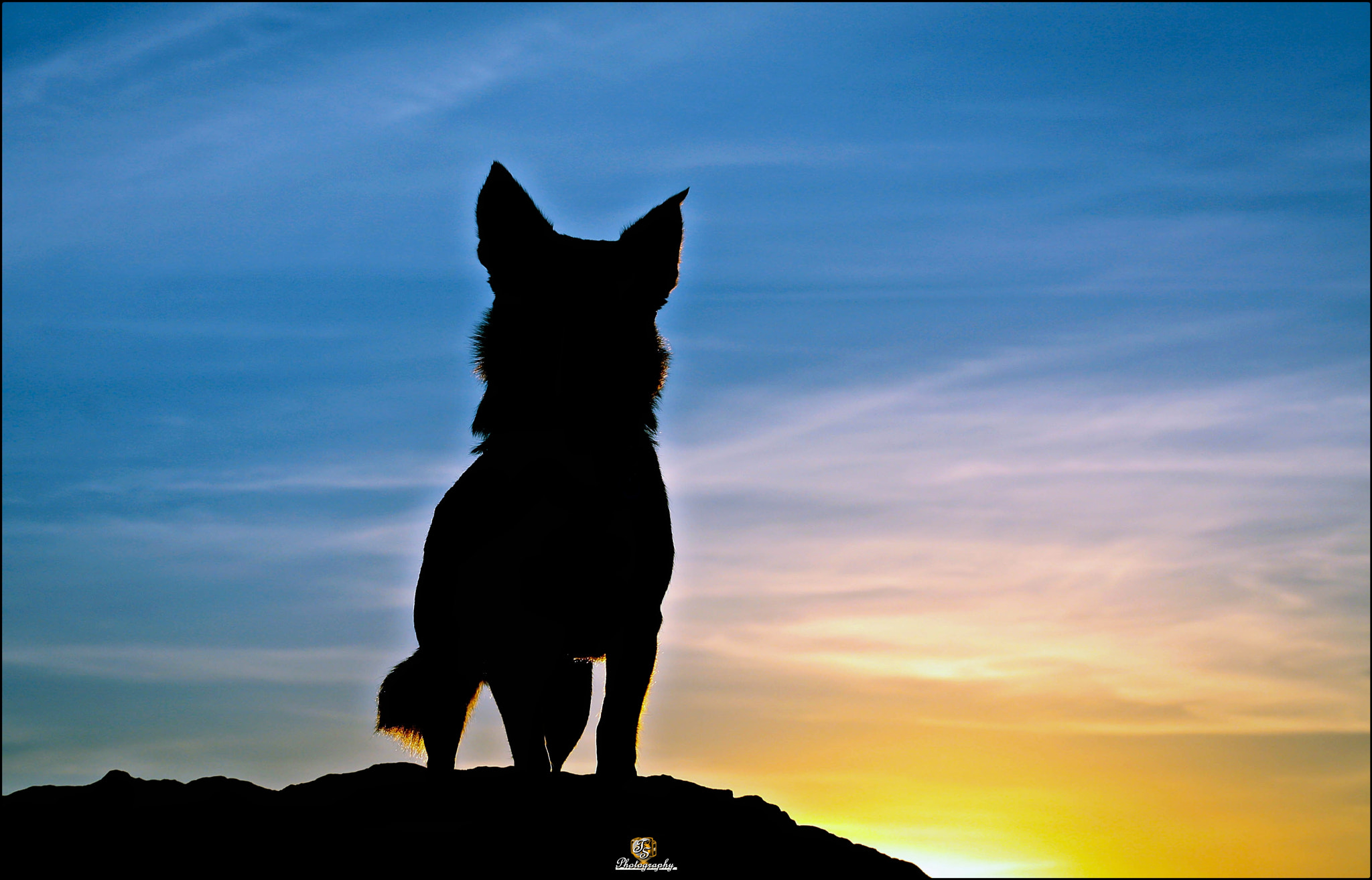 Canon EF 75-300mm f/4-5.6 USM sample photo. The wolf photography