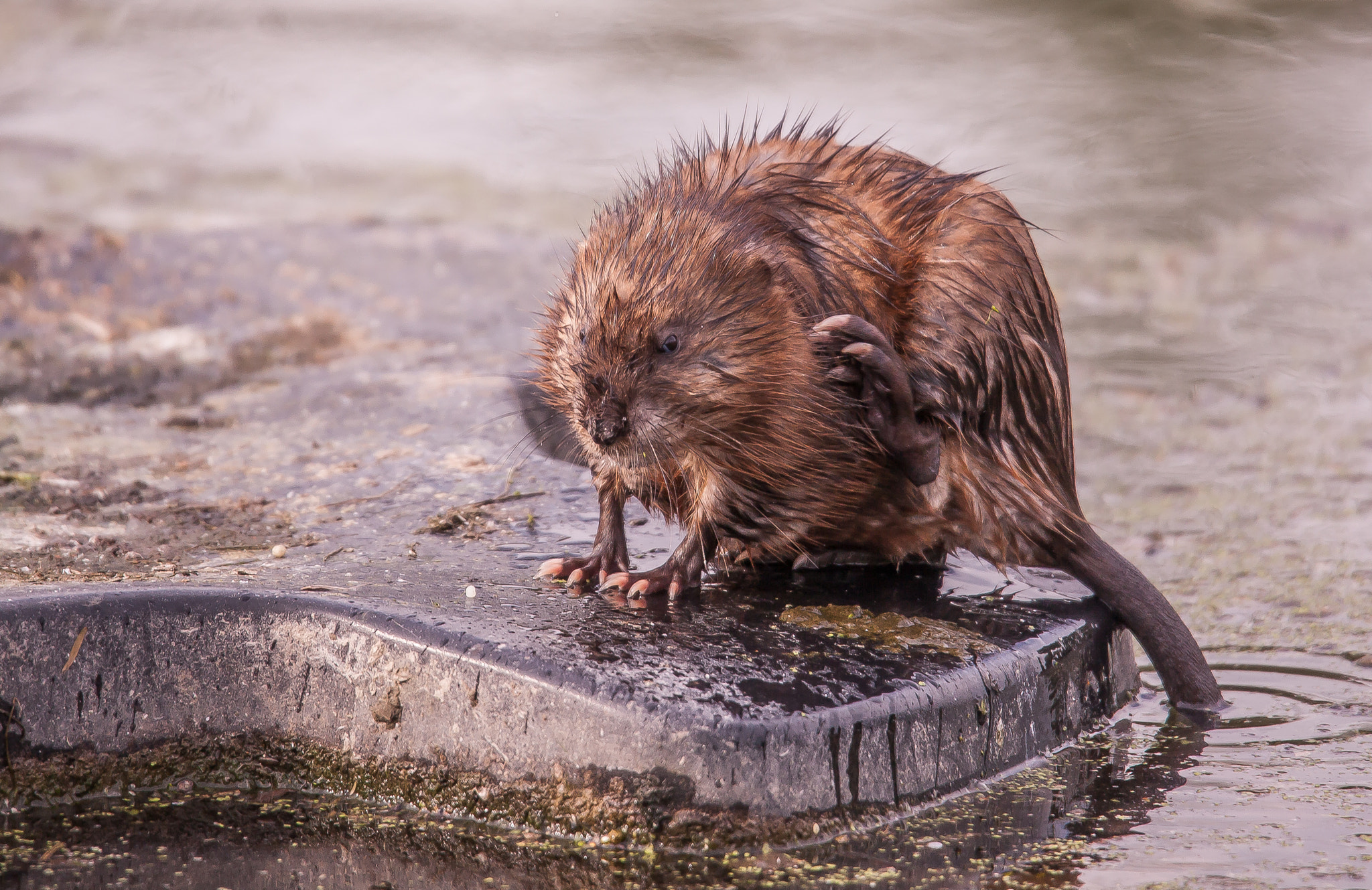 Tamron SP 150-600mm F5-6.3 Di VC USD sample photo. Rat musqué photography