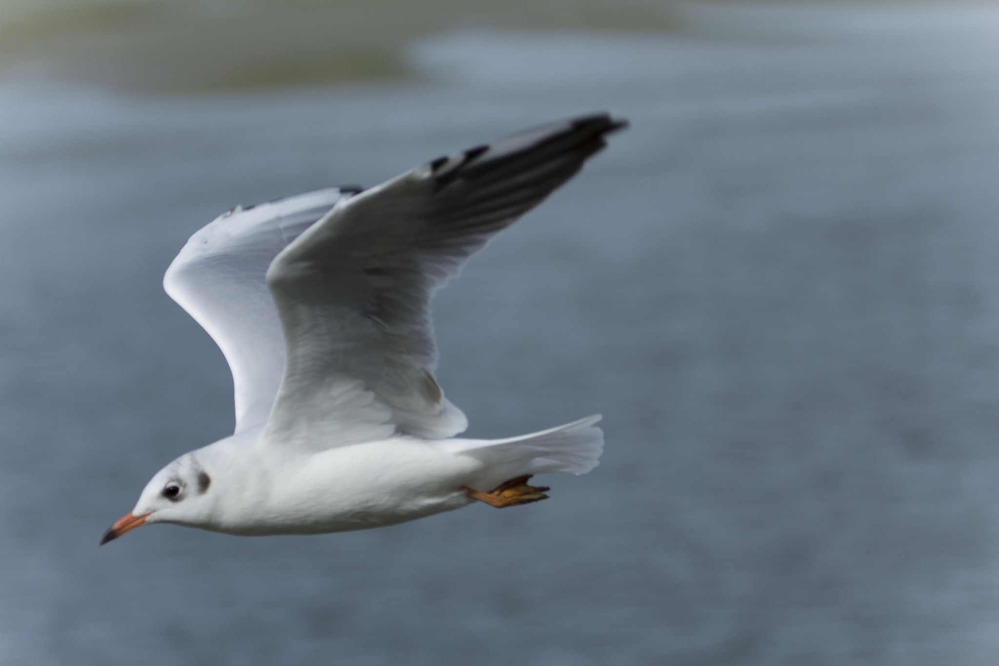 Canon EOS 600D (Rebel EOS T3i / EOS Kiss X5) + Canon EF 100-400mm F4.5-5.6L IS USM sample photo. La mouette photography