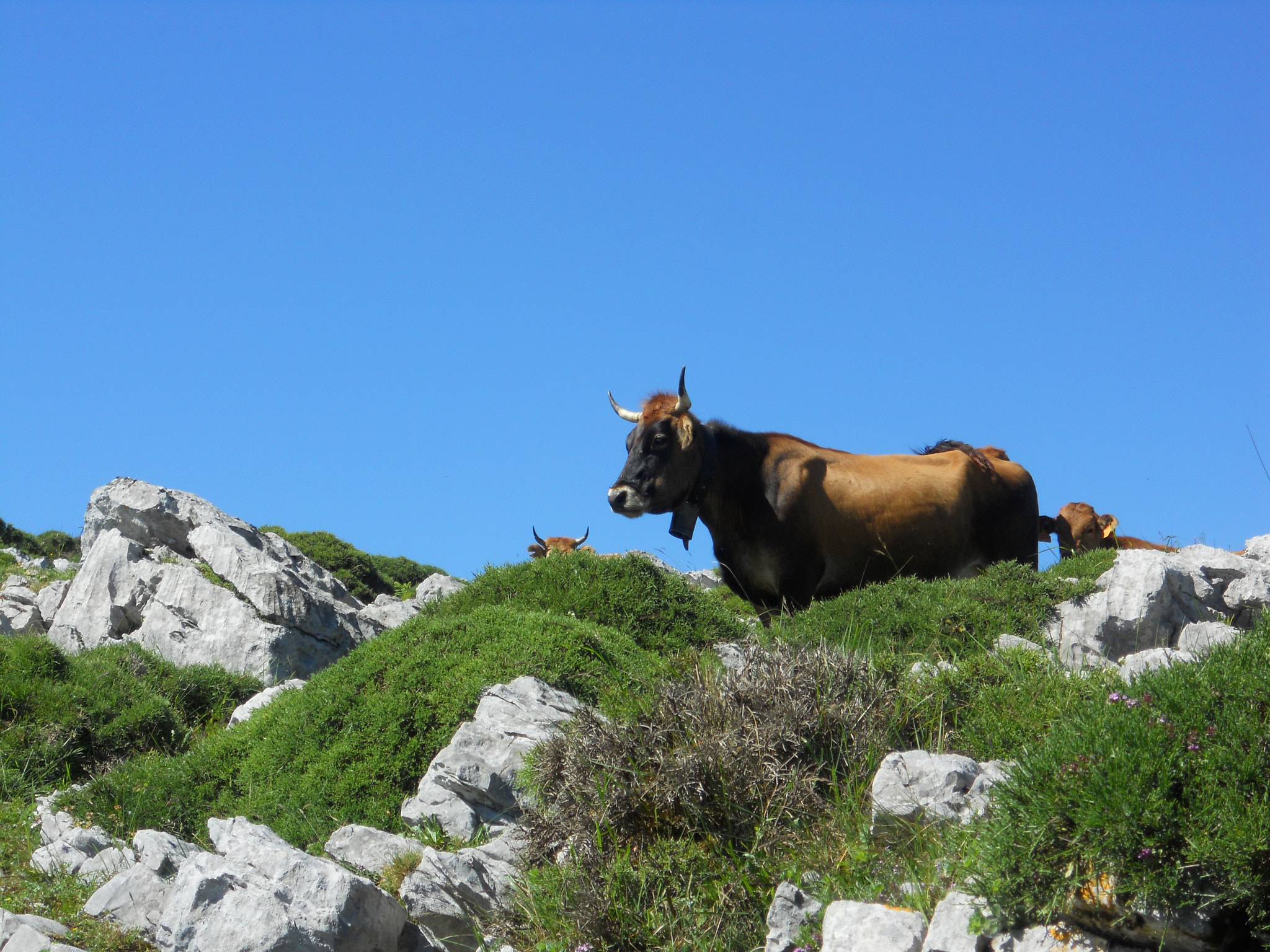 Nikon Coolpix S4000 sample photo. Happy cow  photography