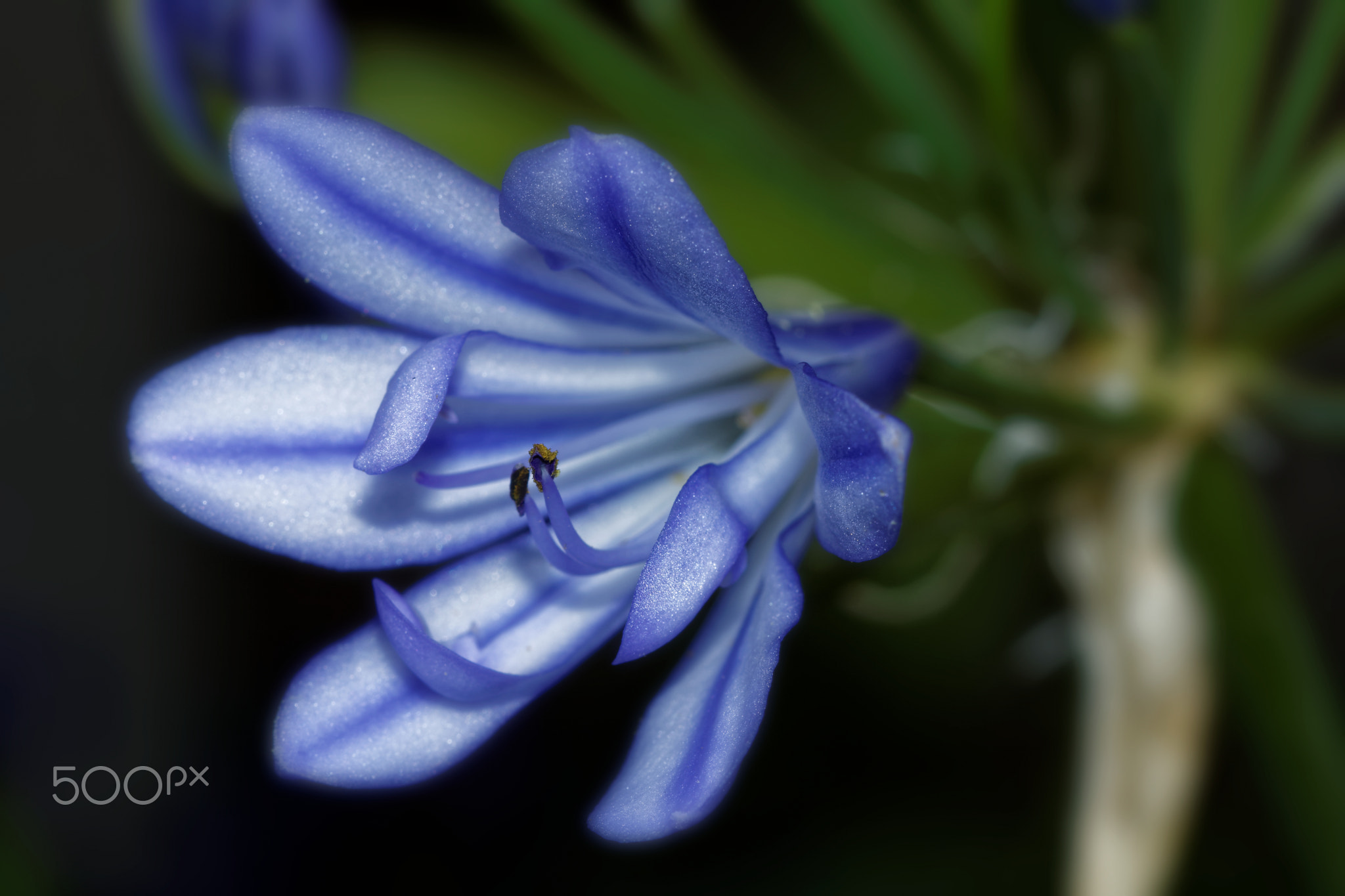 blue flower