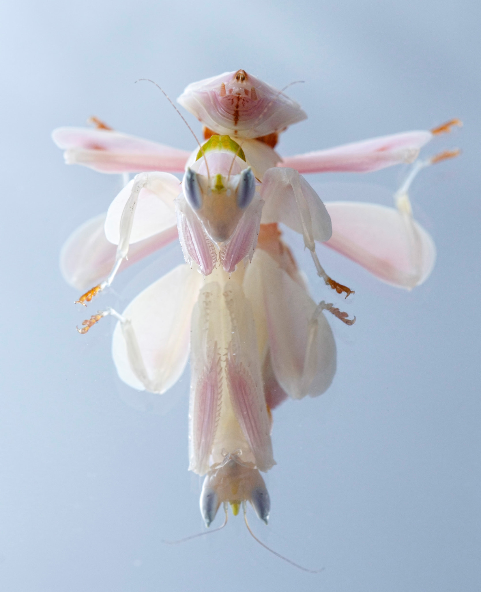 Canon EF 100mm F2.8 Macro USM sample photo. Mirror mantid photography