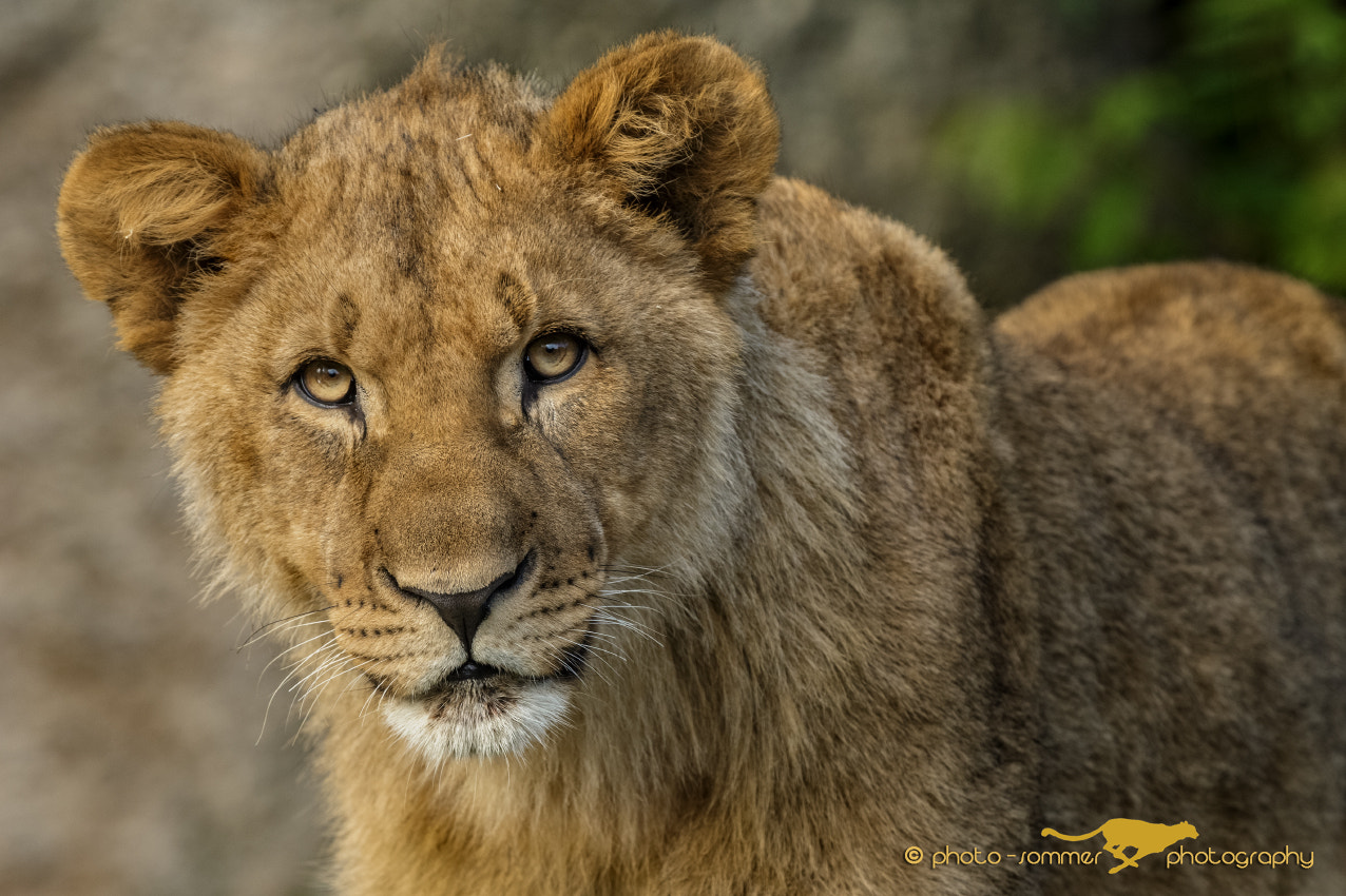 Canon EF 300mm F2.8L IS USM sample photo. Young lion photography