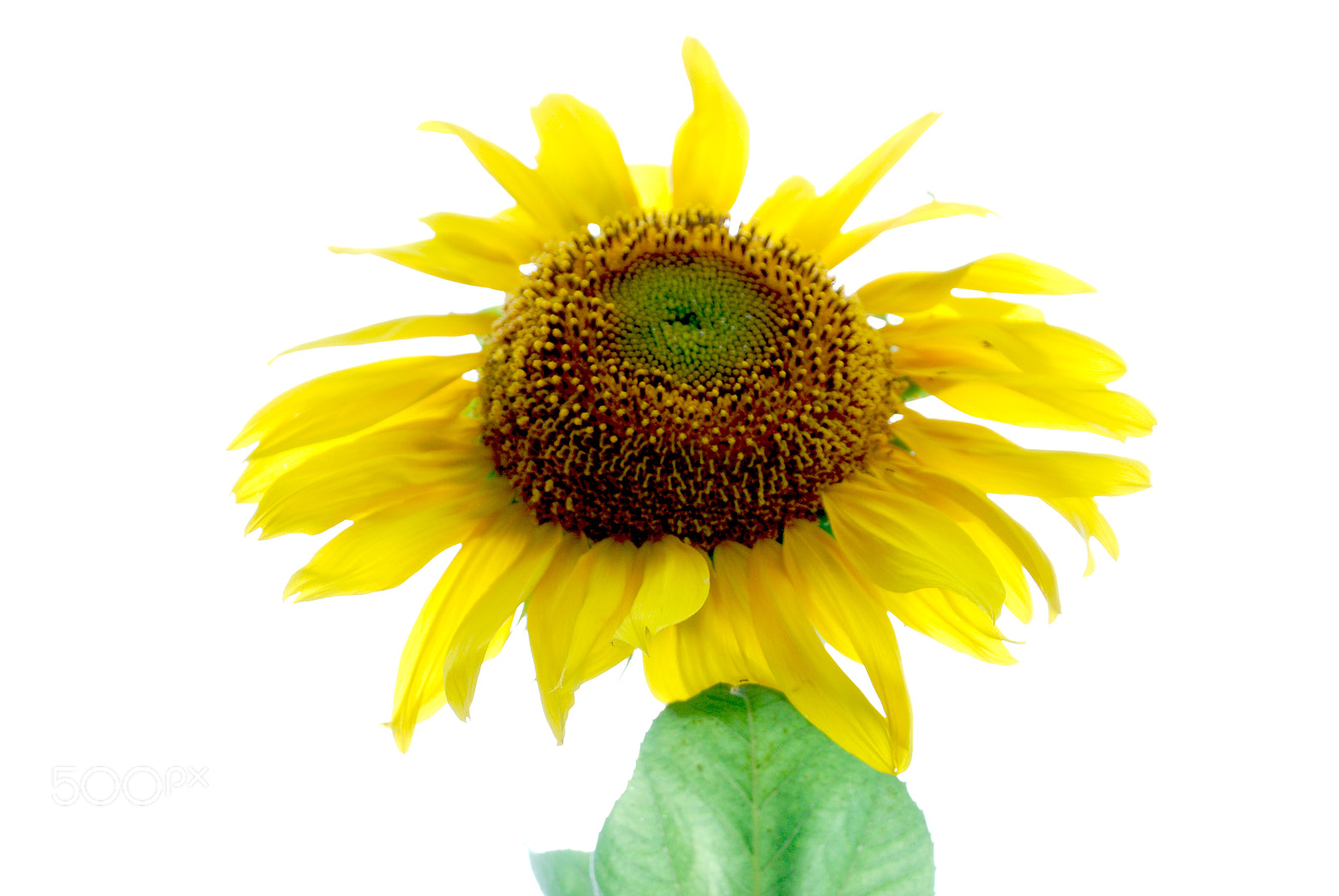 Nikon D40X sample photo. Sunflower photography