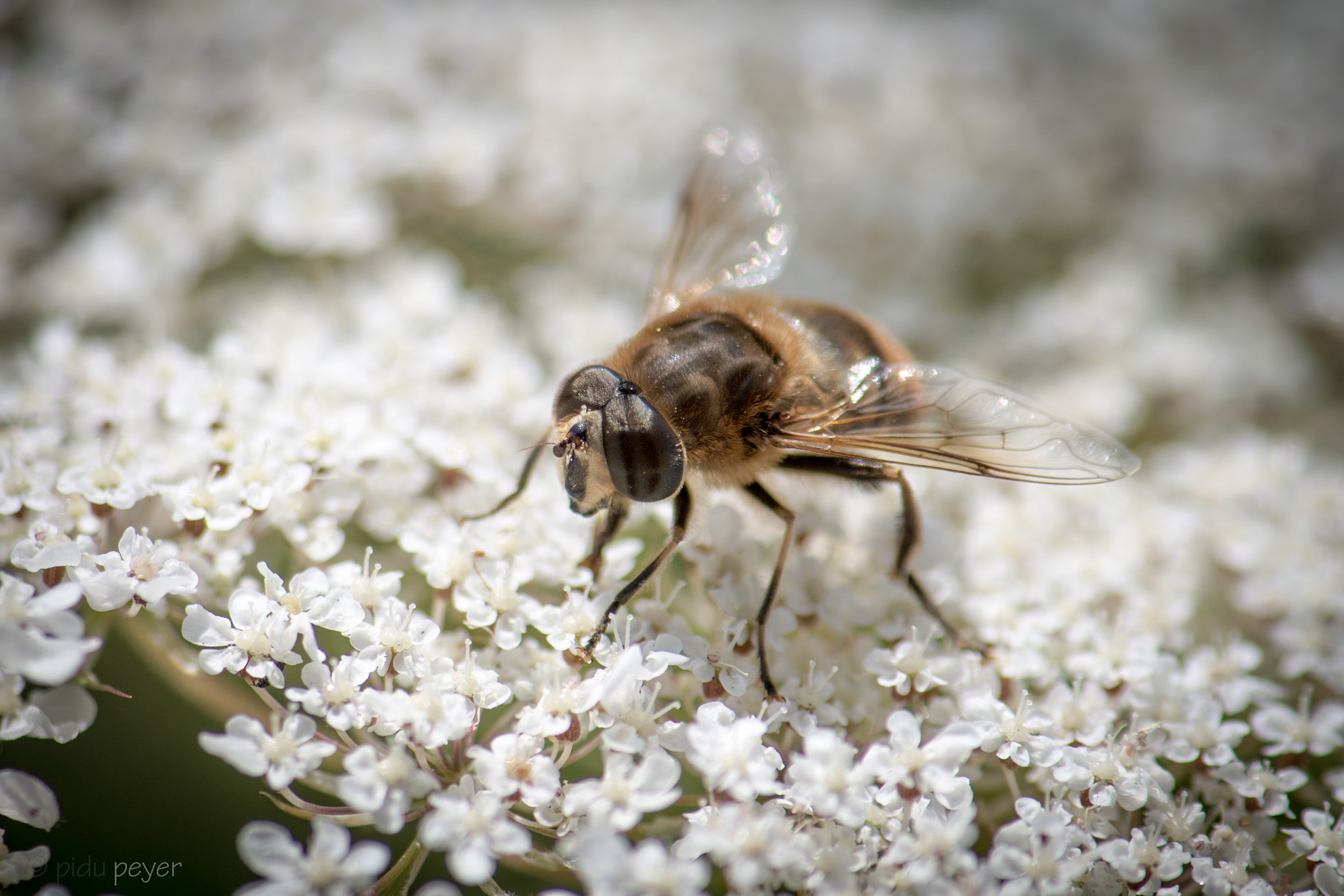 Nikon D5 sample photo. For me a glimpse into a new world photography