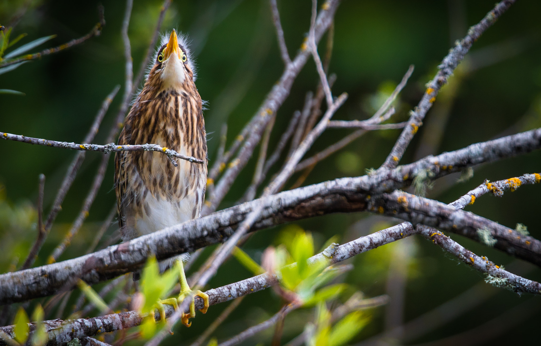 Canon EF 300mm F2.8L IS II USM sample photo. Hidden heron photography