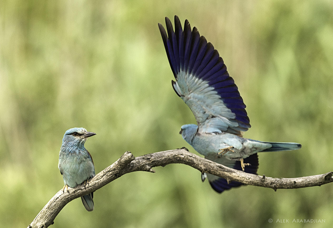 Nikon AF-S Nikkor 400mm F2.8E FL ED VR sample photo. See you later! photography