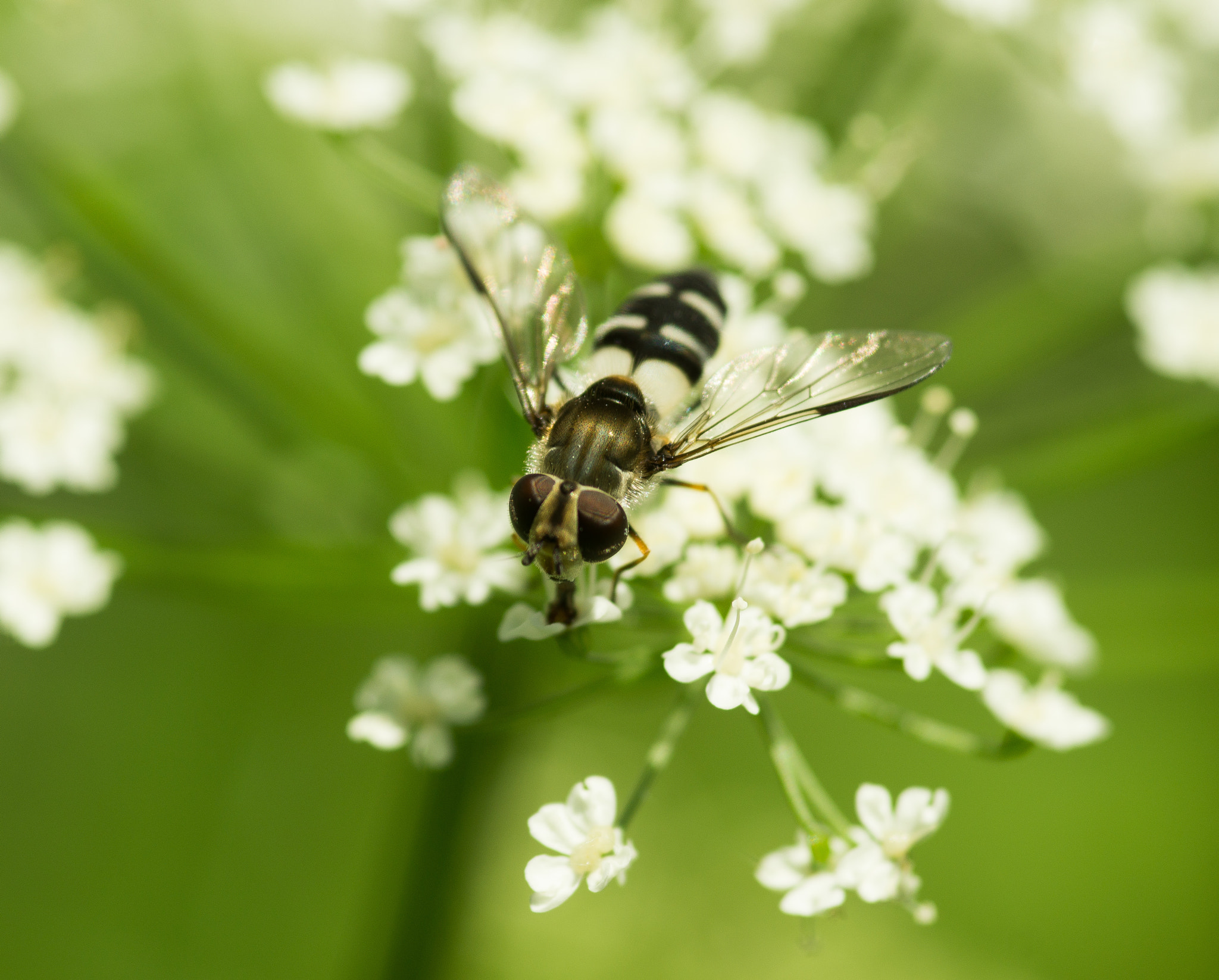 Sony SLT-A55 (SLT-A55V) + Sigma AF 105mm F2.8 EX [DG] Macro sample photo. Hover fly photography