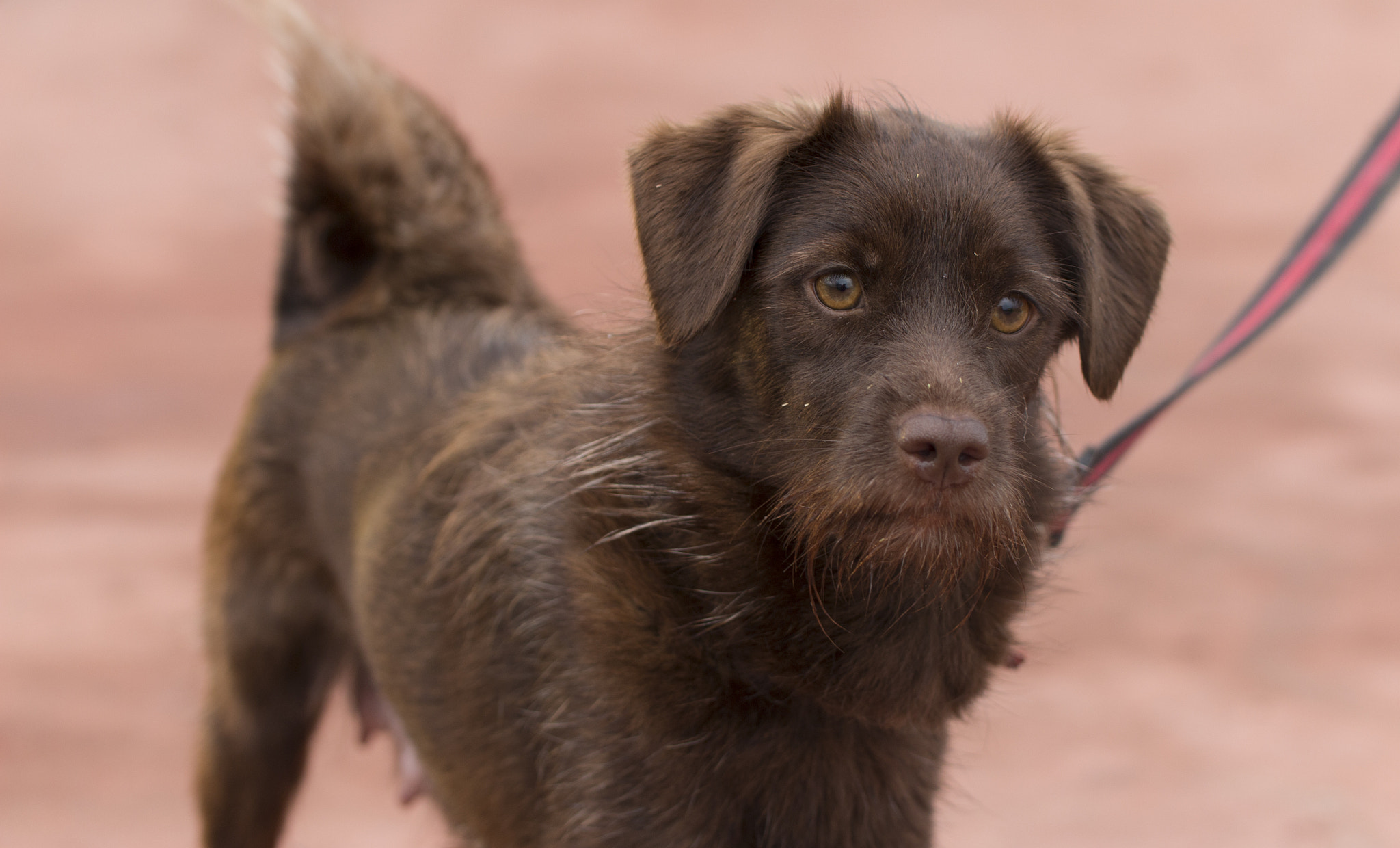 Tamron SP AF 60mm F2 Di II LD IF Macro sample photo. Dog photography
