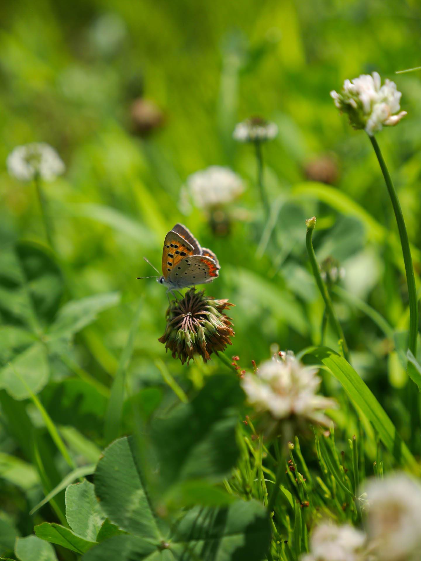 Panasonic Lumix DMC-GX7 sample photo. Butterfly on a blasted flower photography