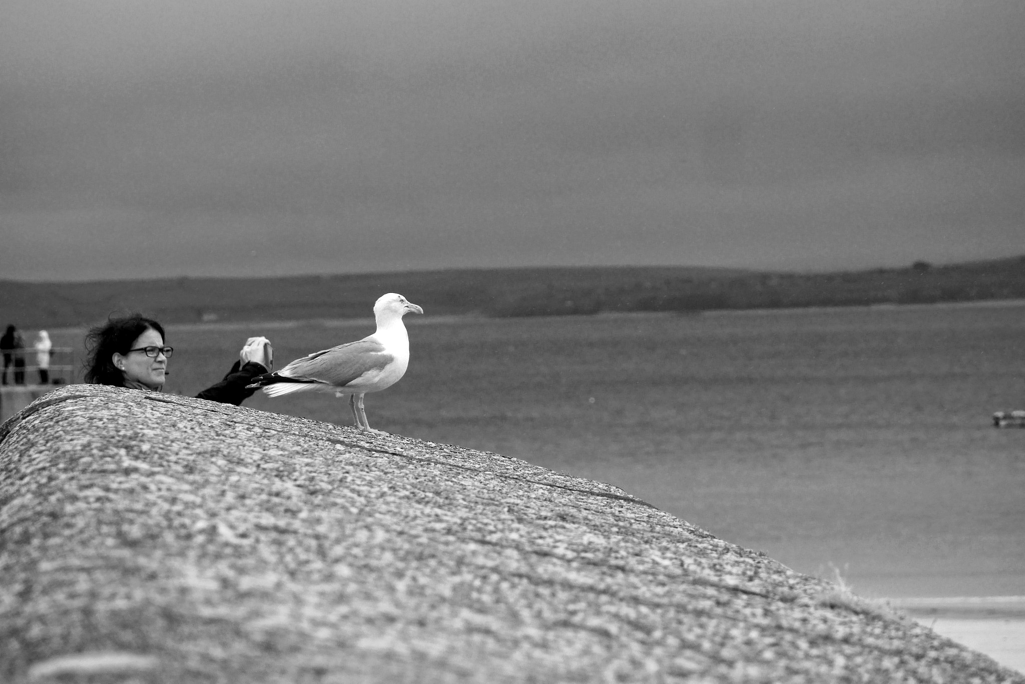 LUMIX G VARIO 35-100/F4.0-5.6 sample photo. Seagull 1 photography