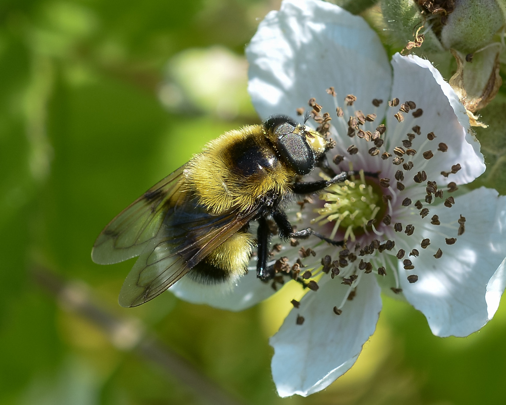Nikon AF Micro-Nikkor 60mm F2.8D sample photo. Hover fly  photography