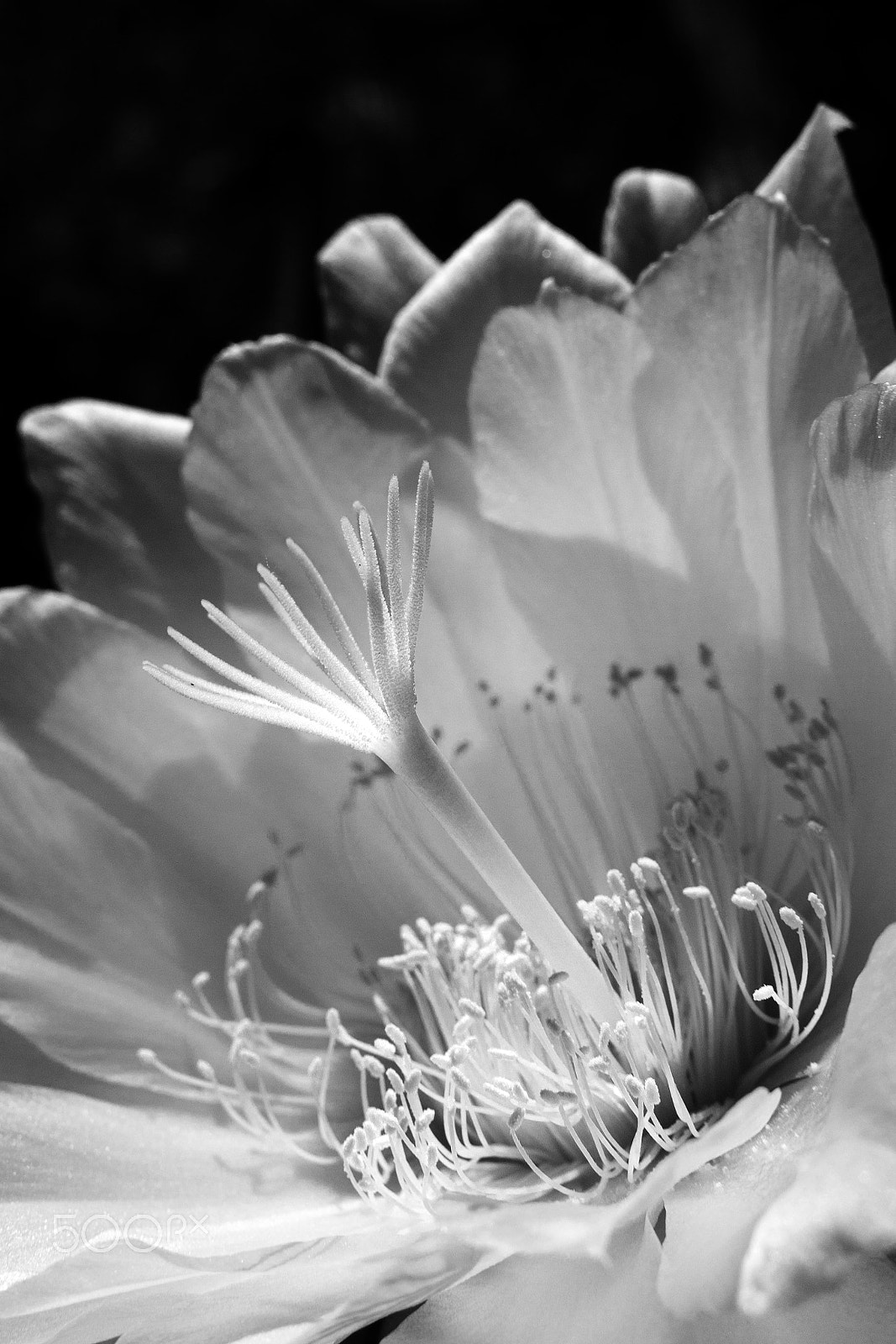 Nikon 1 J3 + Nikon 1 Nikkor 18.5mm F1.8 sample photo. Cactus flower in black and white photography