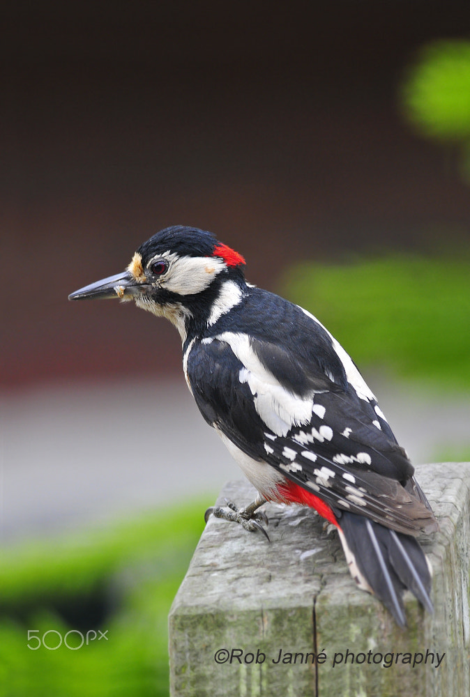 Nikon AF-S Nikkor 300mm F2.8G ED VR II sample photo. Great spotted woodpecker photography