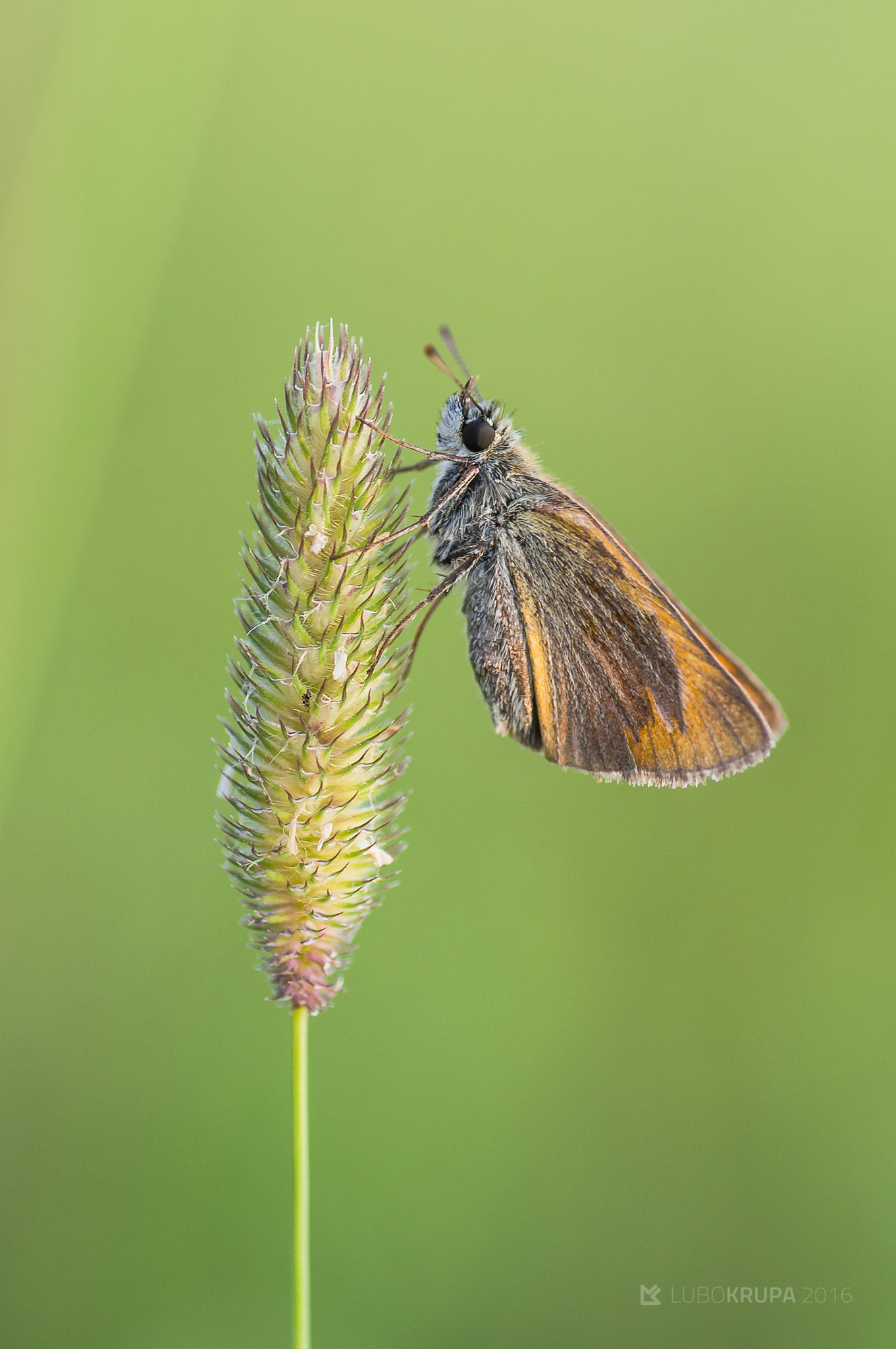 Pentax K-r + Tamron SP AF 90mm F2.8 Di Macro sample photo. Thymelicus sylvestris photography