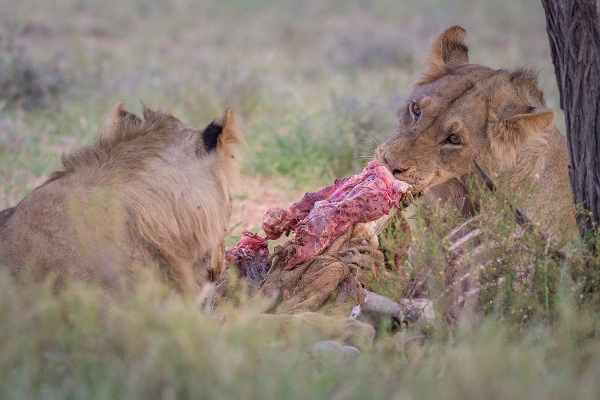 Nikon AF-S Nikkor 500mm F4E FL ED VR sample photo. 2 lions with a kill photography