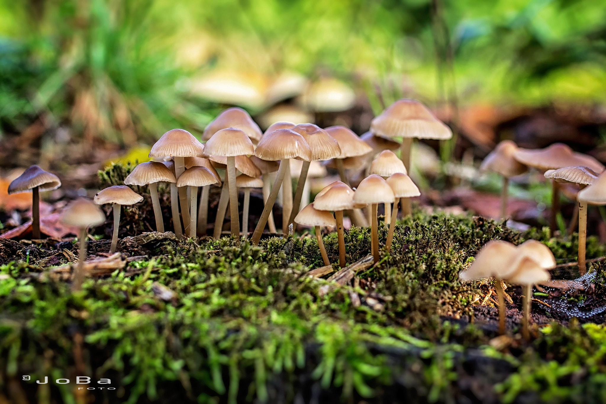 Canon EOS 600D (Rebel EOS T3i / EOS Kiss X5) + Sigma 35mm F1.4 DG HSM Art sample photo. Mushrooms photography