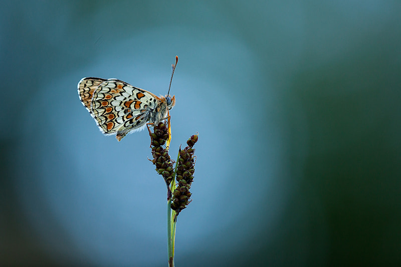 Canon EF 180mm F3.5L Macro USM sample photo. Knapweed fritillary photography