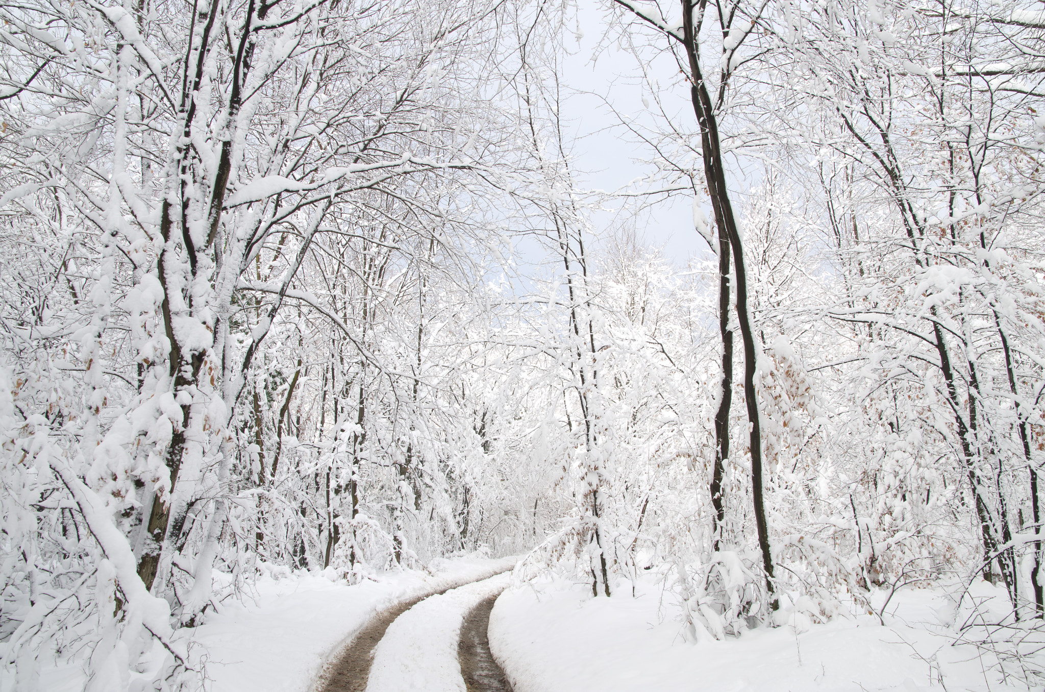 Sigma AF 10-20mm F4-5.6 EX DC sample photo. Snowy road in medvednica nature park photography