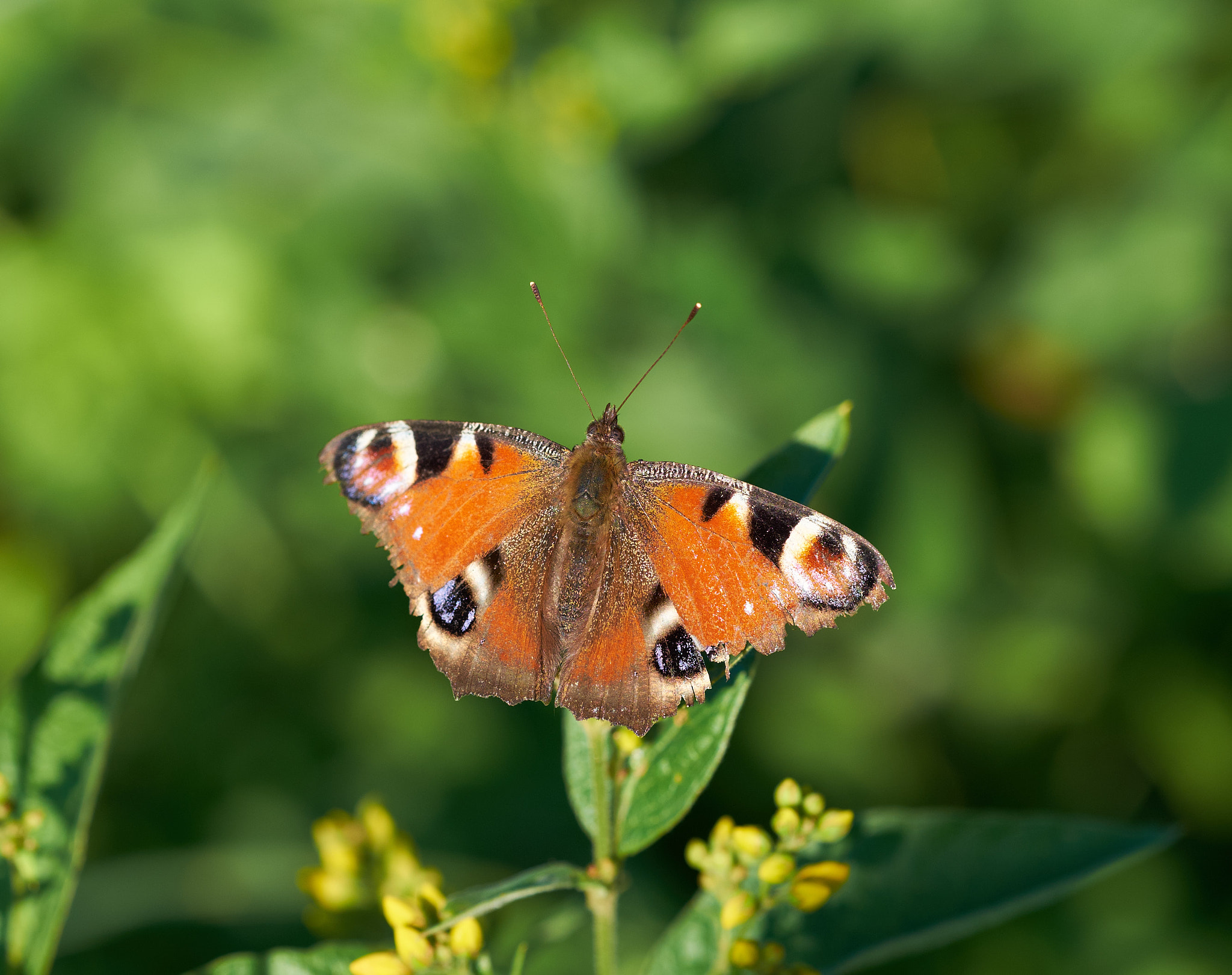 Fujifilm X-T10 + Fujifilm XF 90mm F2 R LM WR sample photo. Butterfly 2.jpg photography