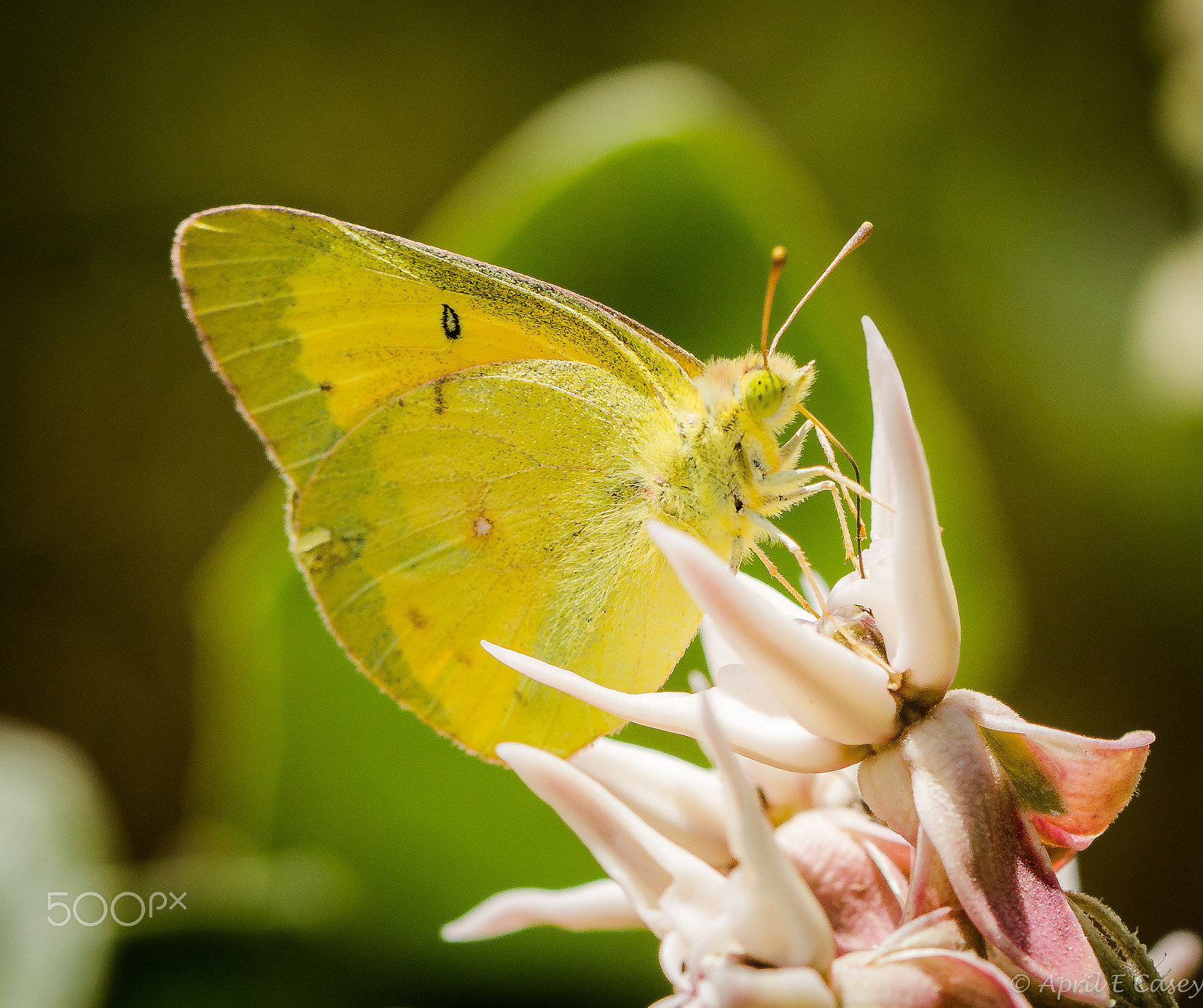 Canon EF 100mm F2.8L Macro IS USM sample photo. Milkweed butterfly large photography