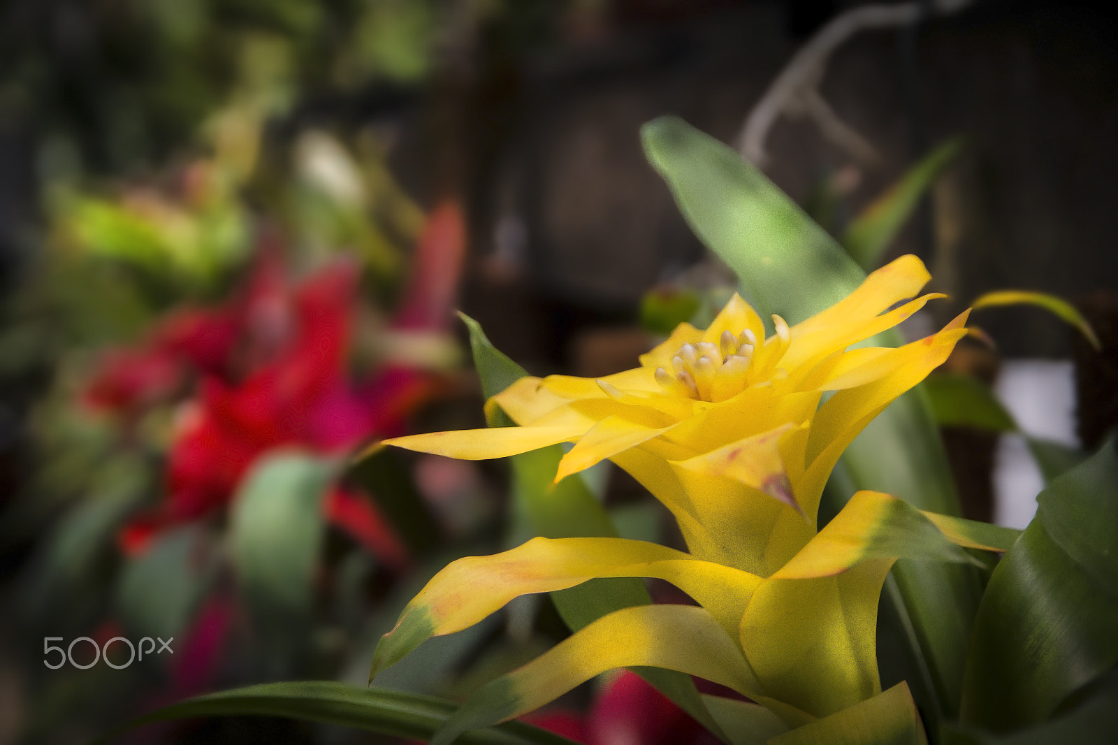 Canon EOS 1100D (EOS Rebel T3 / EOS Kiss X50) sample photo. Flowers of petrópolis photography