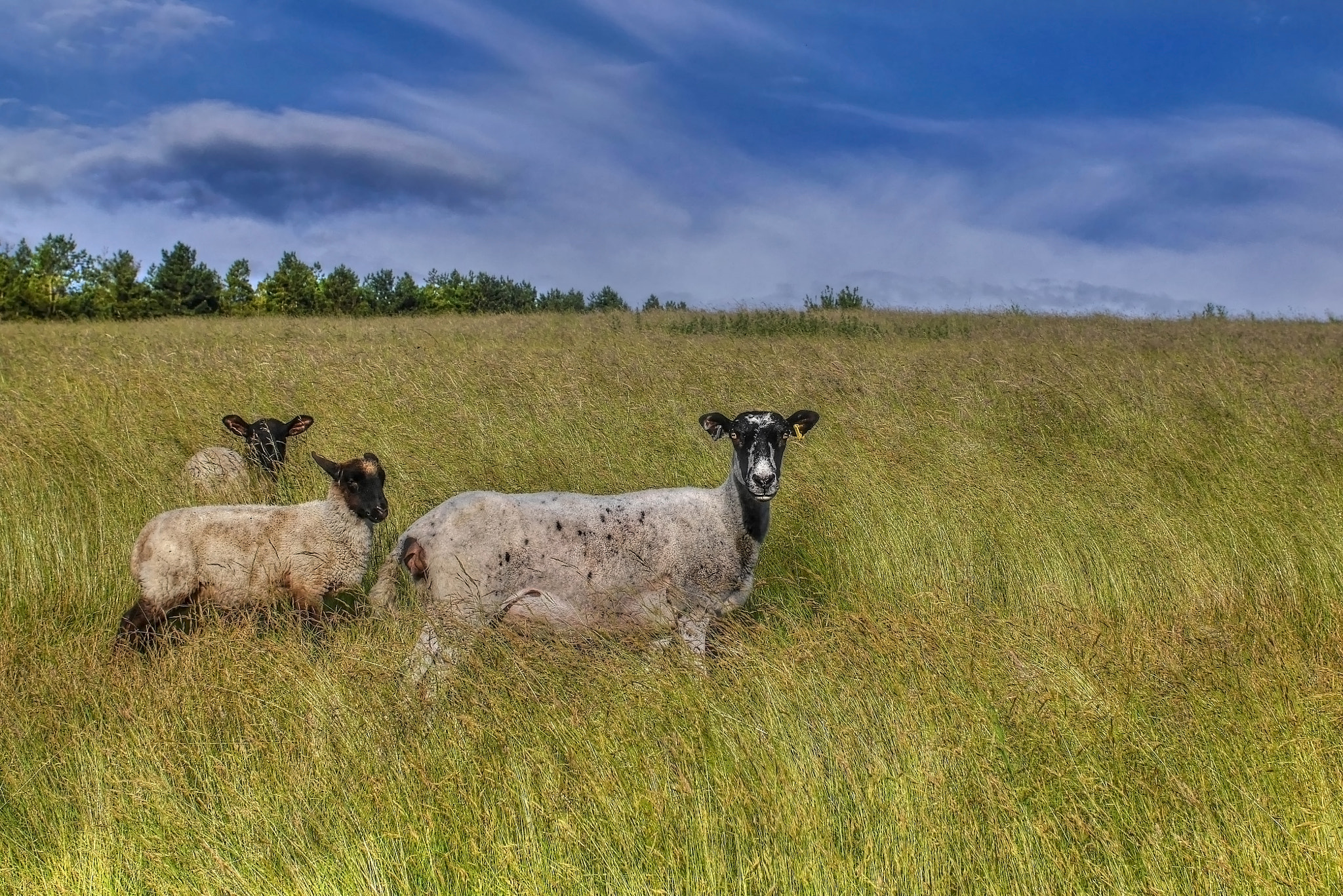 Panasonic Lumix DMC-GF6 + Sigma 30mm F2.8 DN Art sample photo. Sheep photography