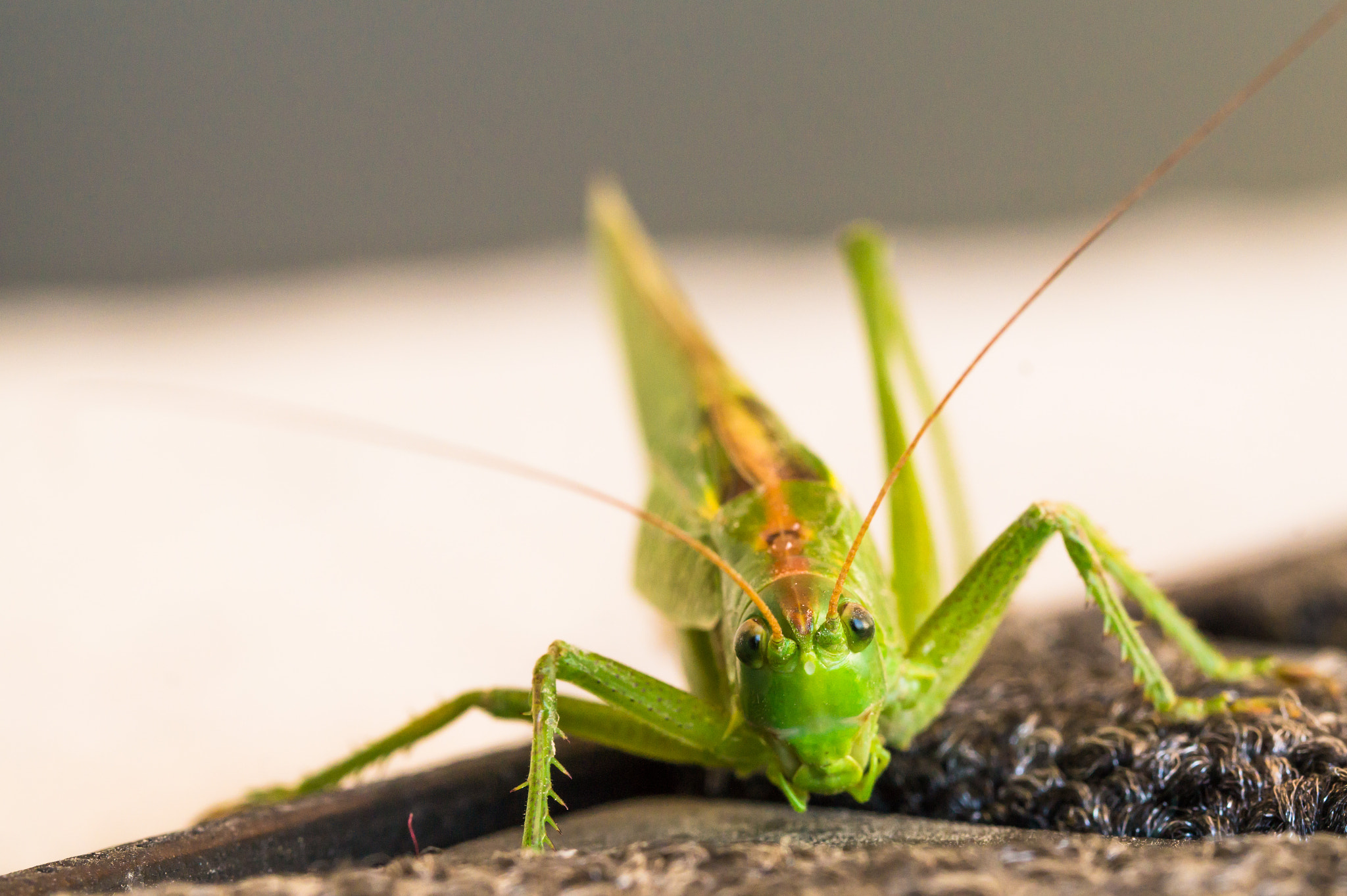 Sony SLT-A58 + 90mm F2.8 Macro SSM sample photo. Meinkleinerfreund.jpg photography