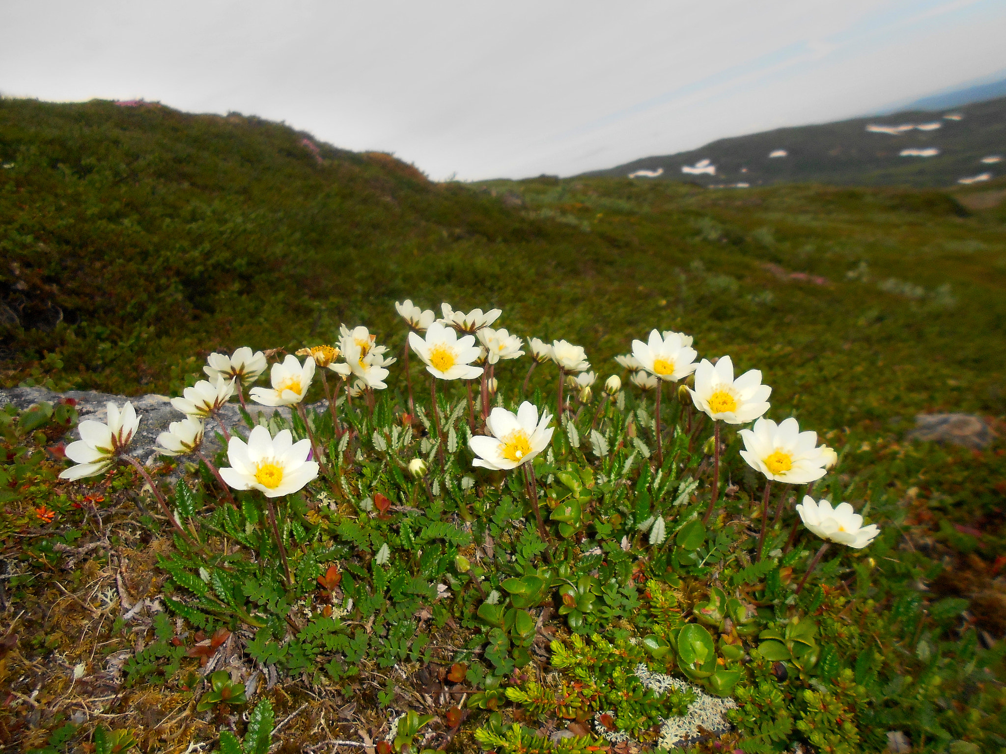 Nikon COOLPIX S2600 sample photo. Flowers on the mountain photography