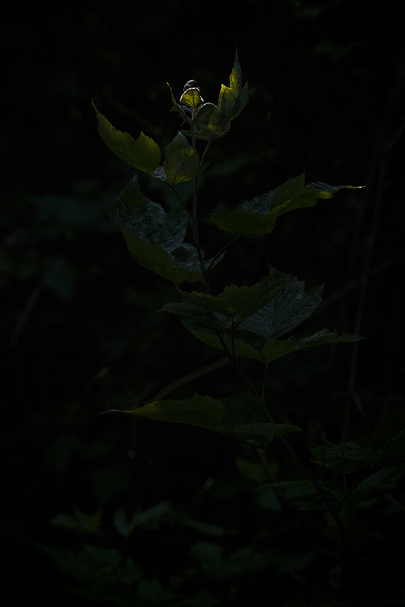 Nikon AF Nikkor 105mm F2D DC sample photo. Out of darkness photography