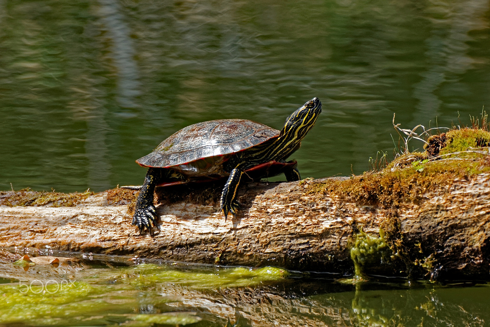 Tamron SP 150-600mm F5-6.3 Di VC USD sample photo. Turtle sunning on a log photography