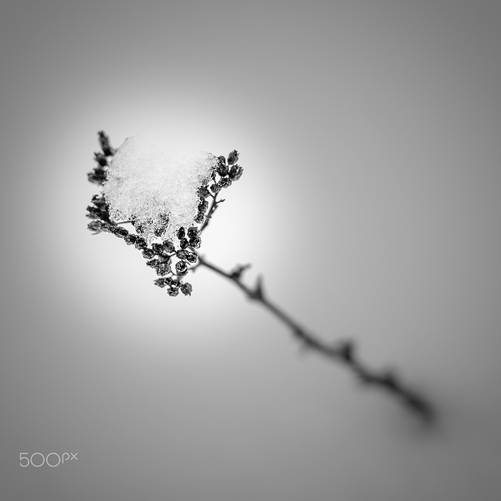 Nikon D70 + Nikon AF Nikkor 50mm F1.8D sample photo. Sleeping yarrow photography