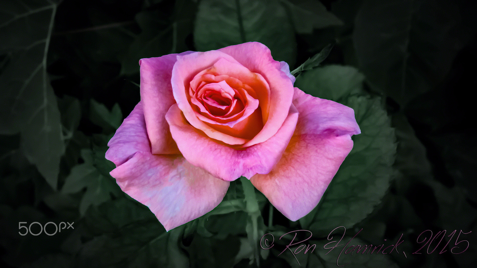 Canon EOS 700D (EOS Rebel T5i / EOS Kiss X7i) + Tamron AF 18-200mm F3.5-6.3 XR Di II LD Aspherical (IF) Macro sample photo. Pink rose photography