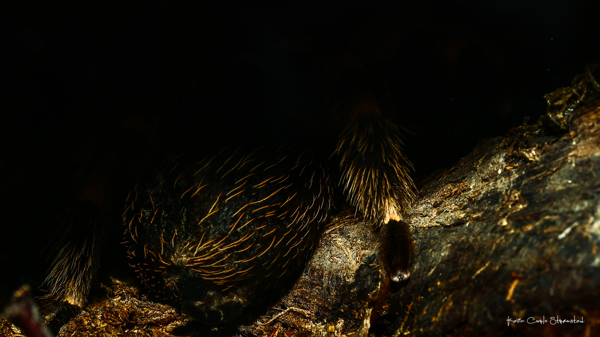 Canon EF 100mm F2.8 Macro USM sample photo. Horror photography