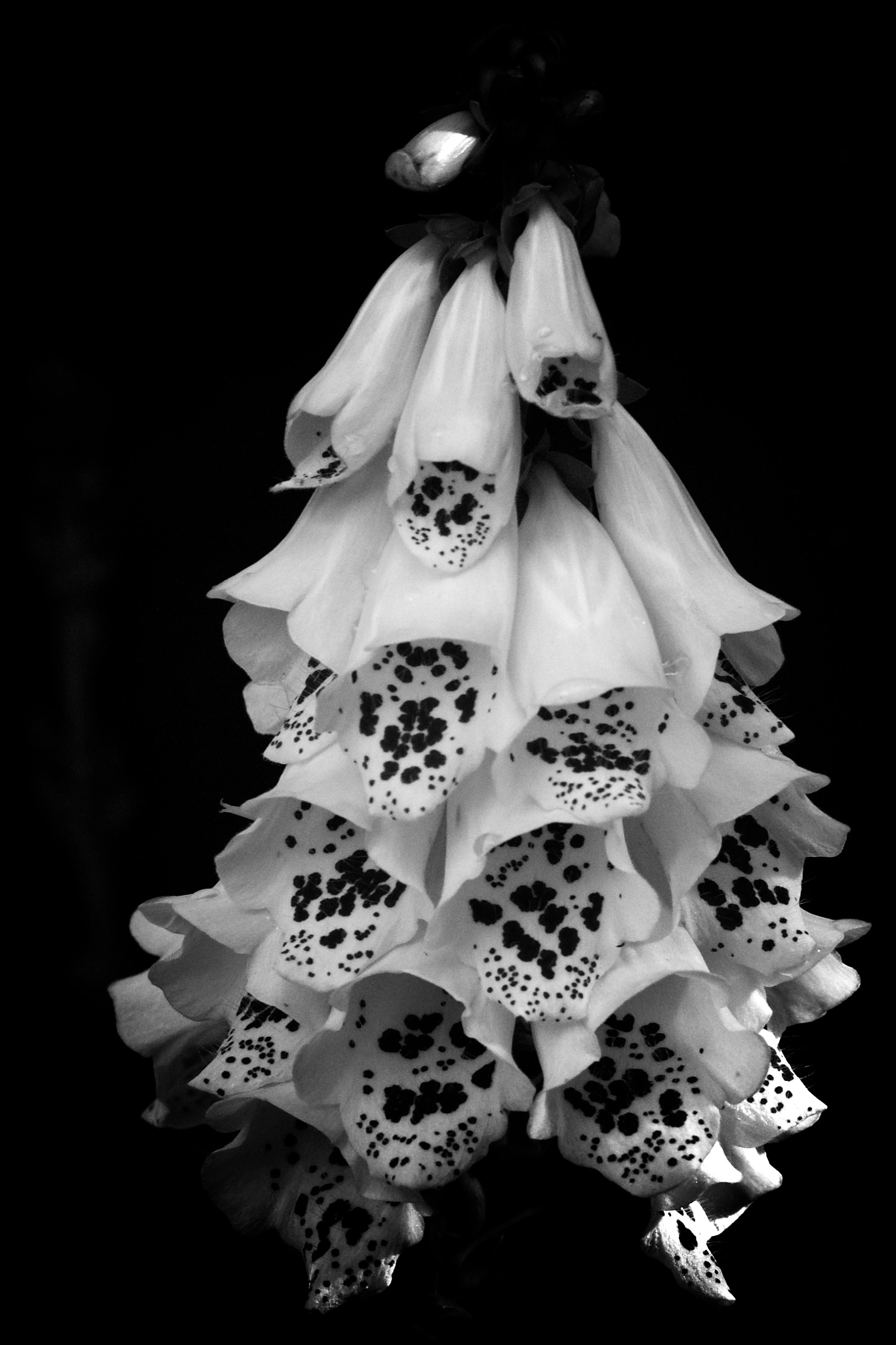 Sony 70-300mm F4.5-5.6 G SSM sample photo. Foxgloves photography