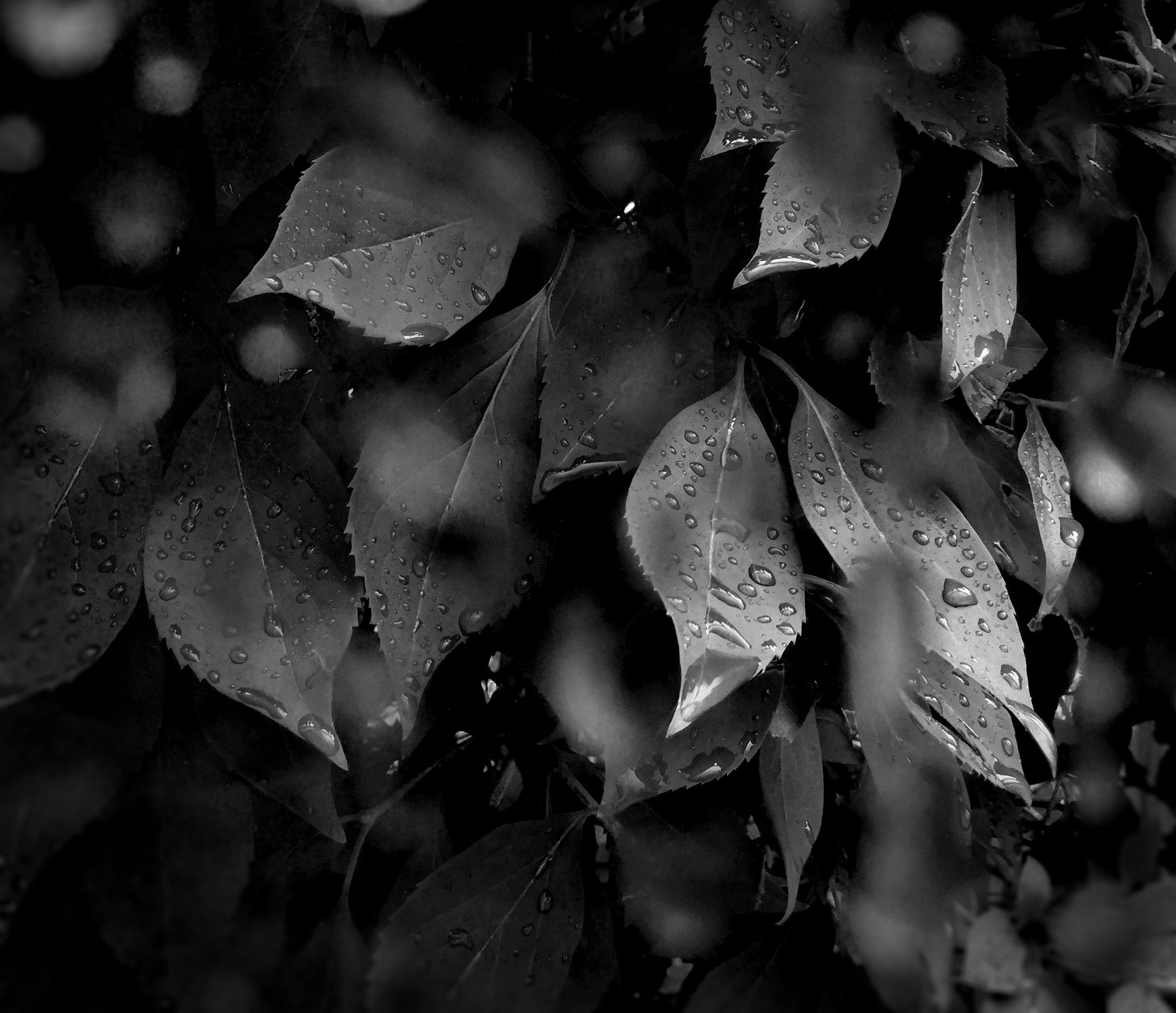 iPad Air 2 back camera 3.3mm f/2.4 sample photo. The rain dance  photography