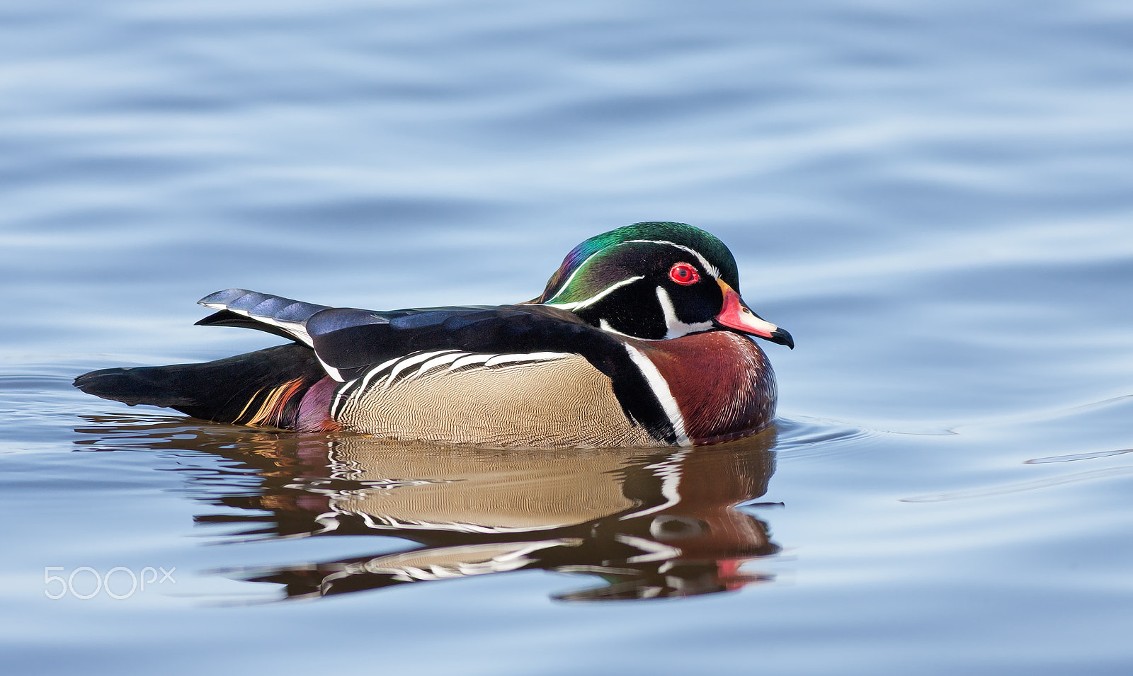 Canon EOS 40D + Canon EF 400mm F5.6L USM sample photo. Wood duck in water photography