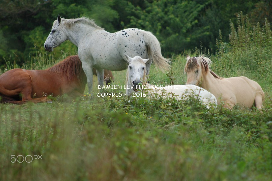Nikon D50 + AF Nikkor 70-210mm f/4-5.6 sample photo. Book of horses photography