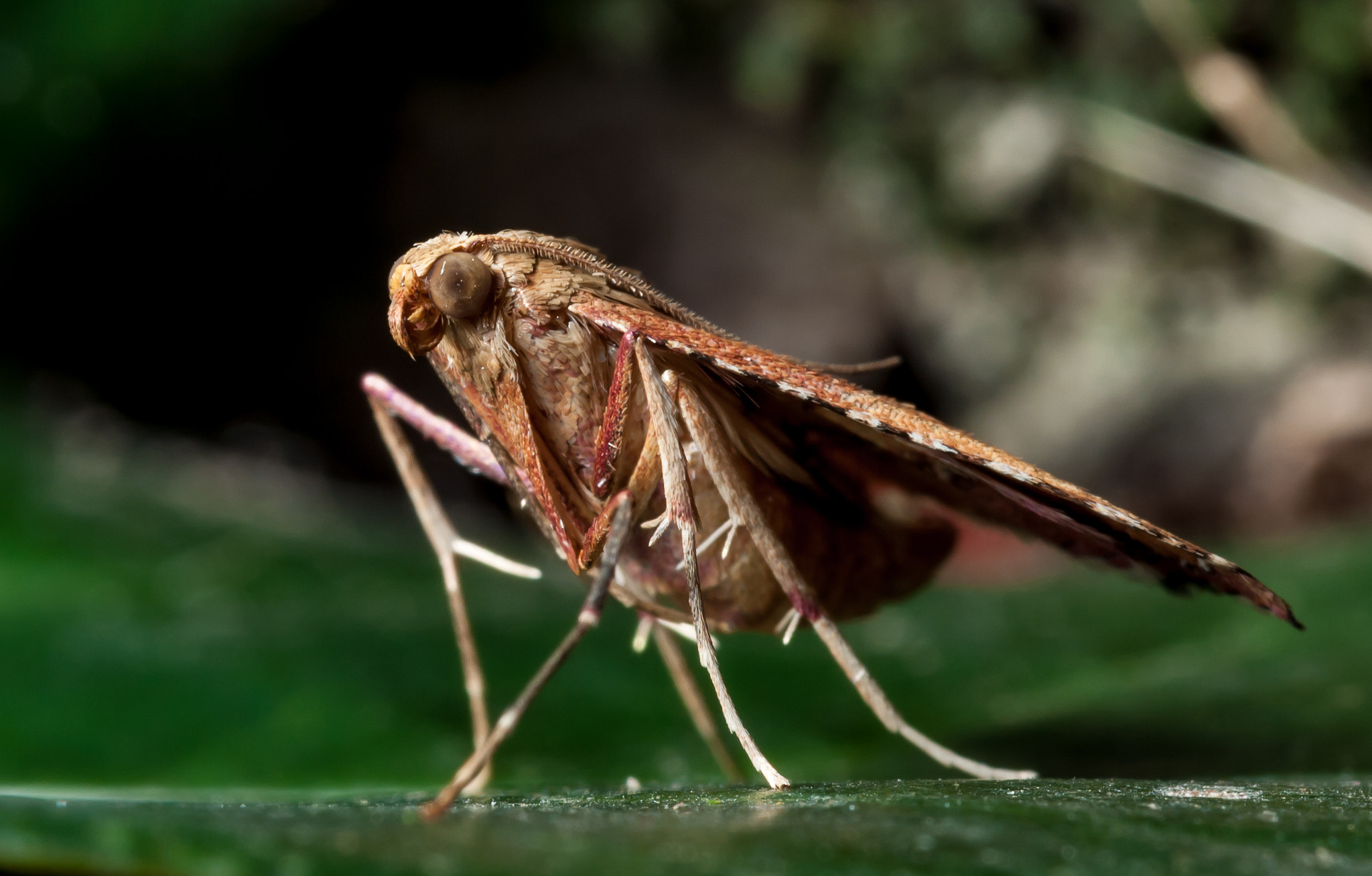 Nikon D3000 sample photo. The moth photography