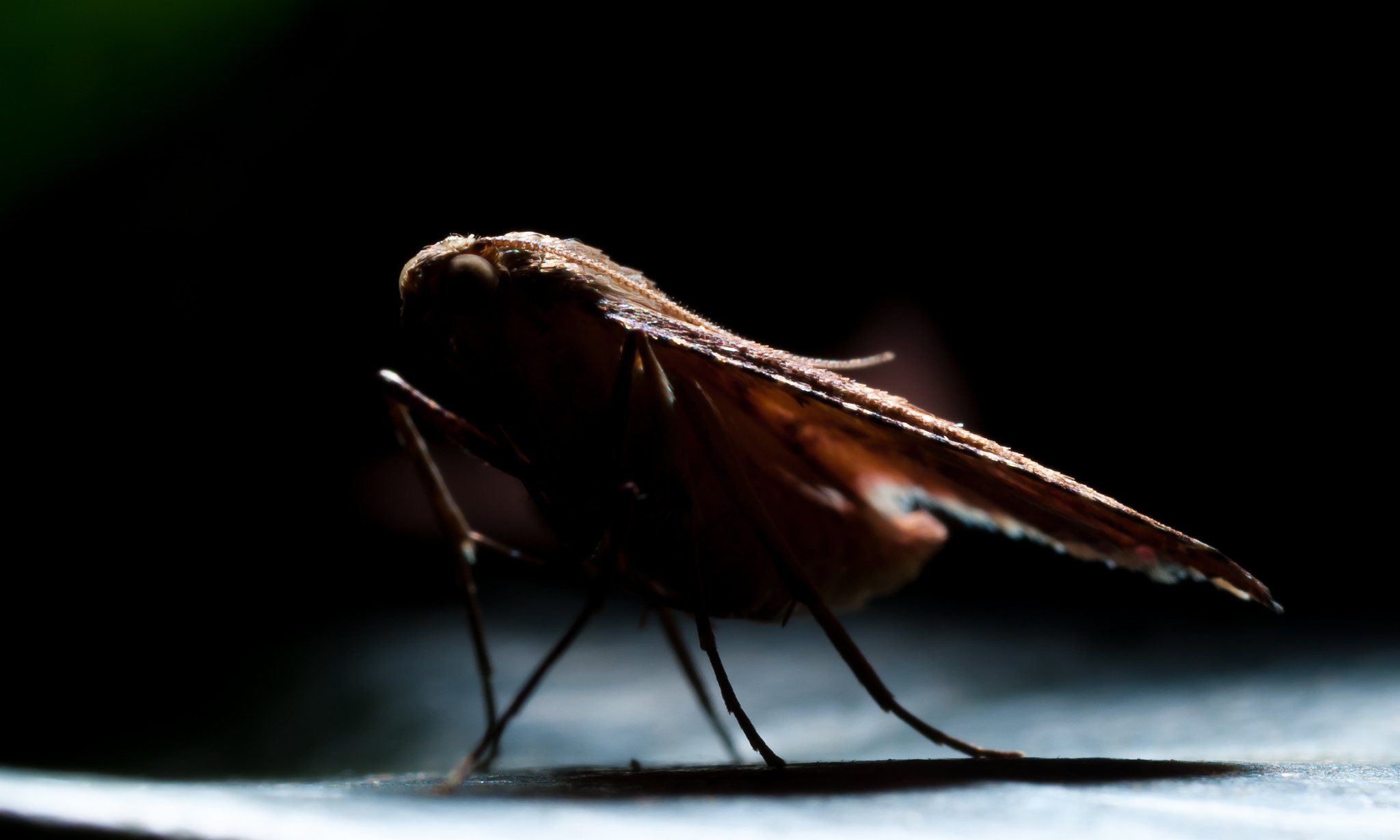 Nikon D3000 sample photo. The dark side of the moth photography