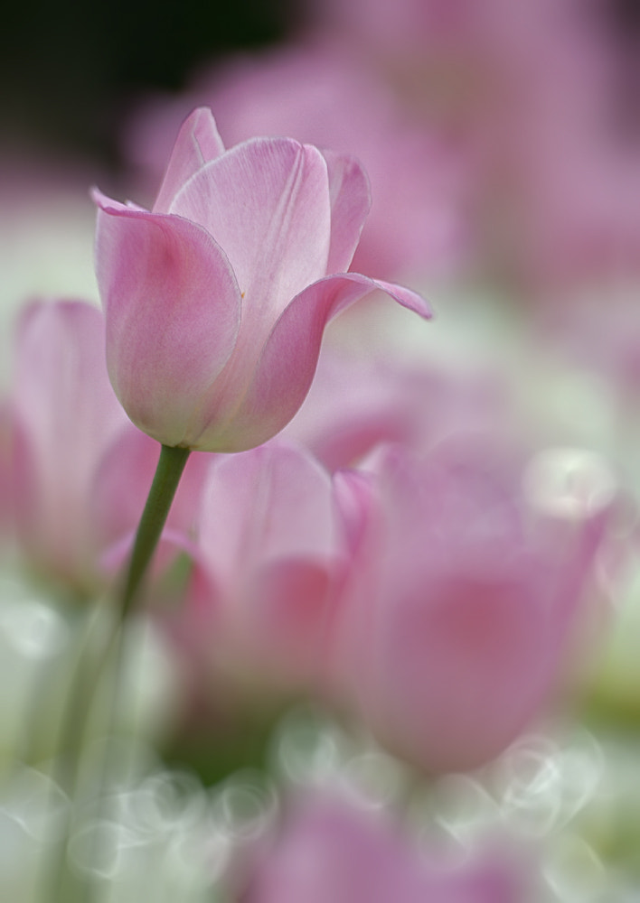 Sigma 70-300mm F4-5.6 APO DG Macro sample photo. Img photography