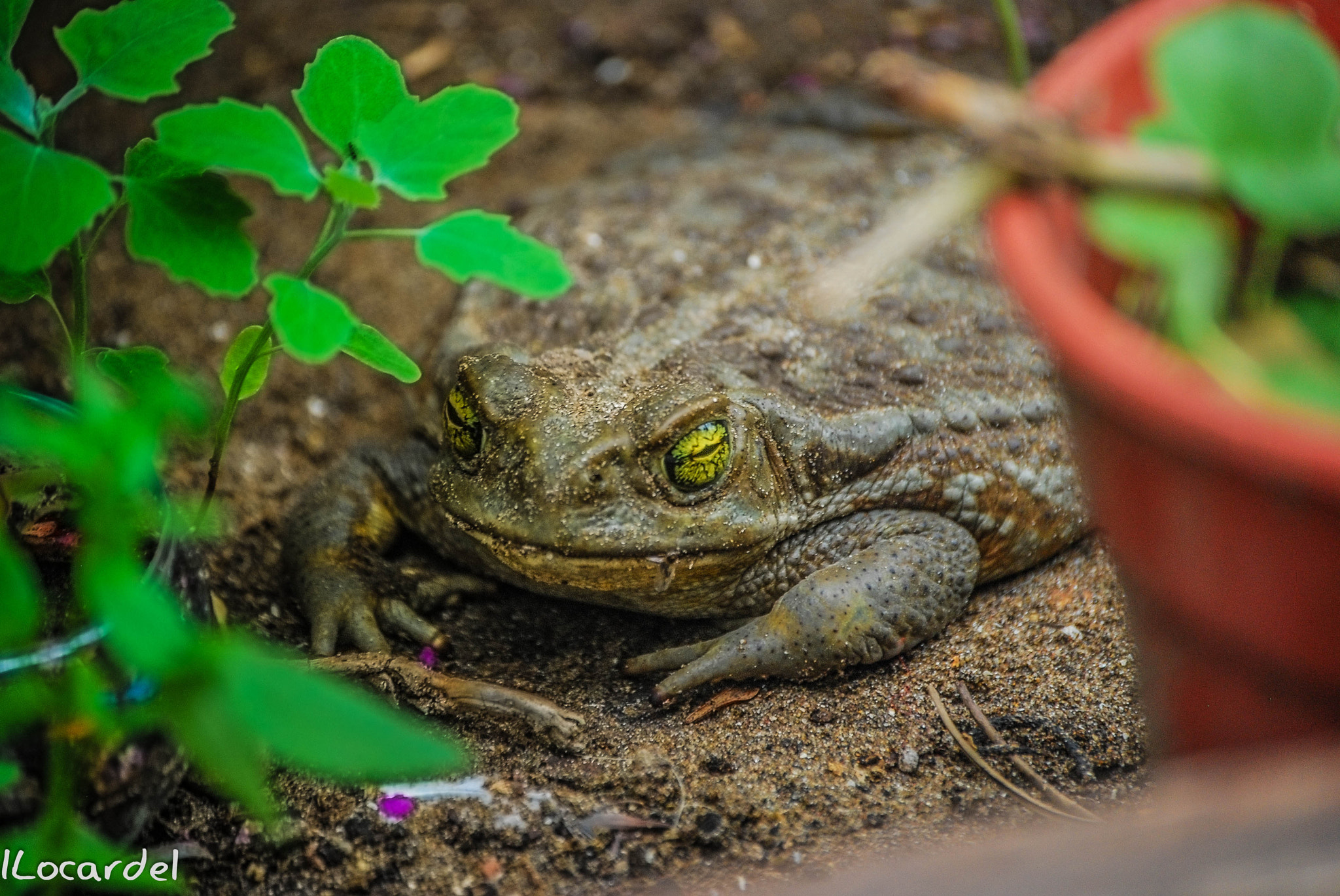 Nikon D80 sample photo. Sapo photography