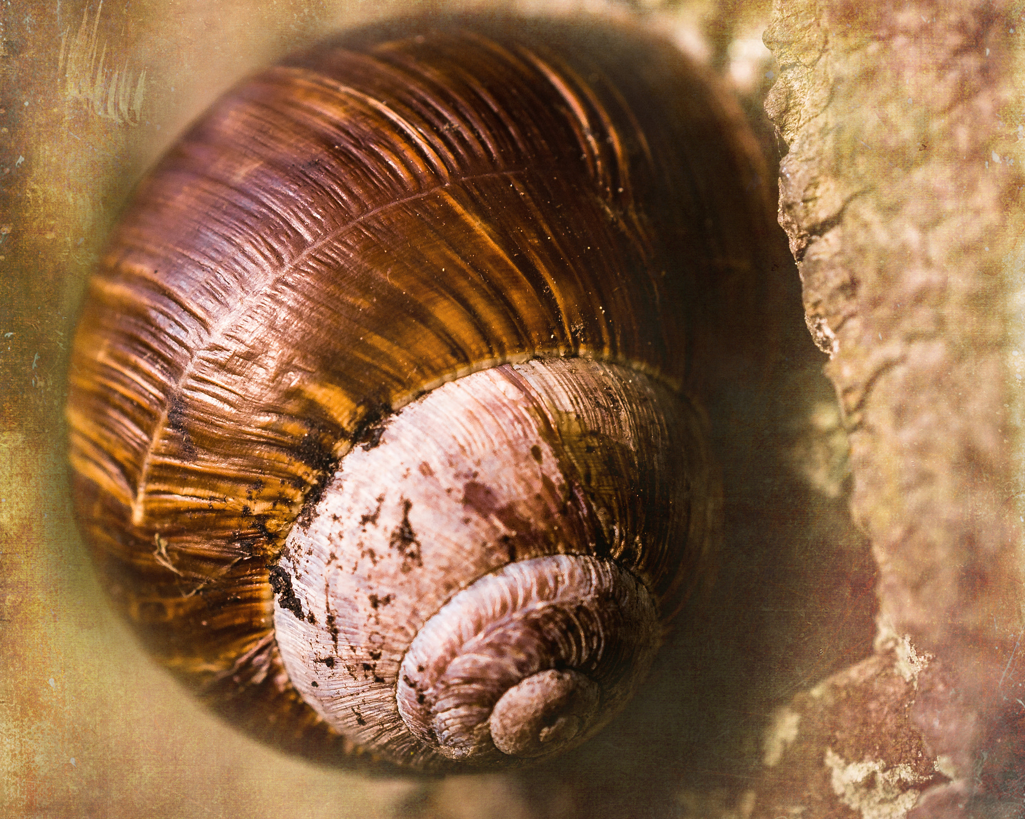 Nikon AF-S DX Micro Nikkor 40mm F2.8 sample photo. Lazy snail photography