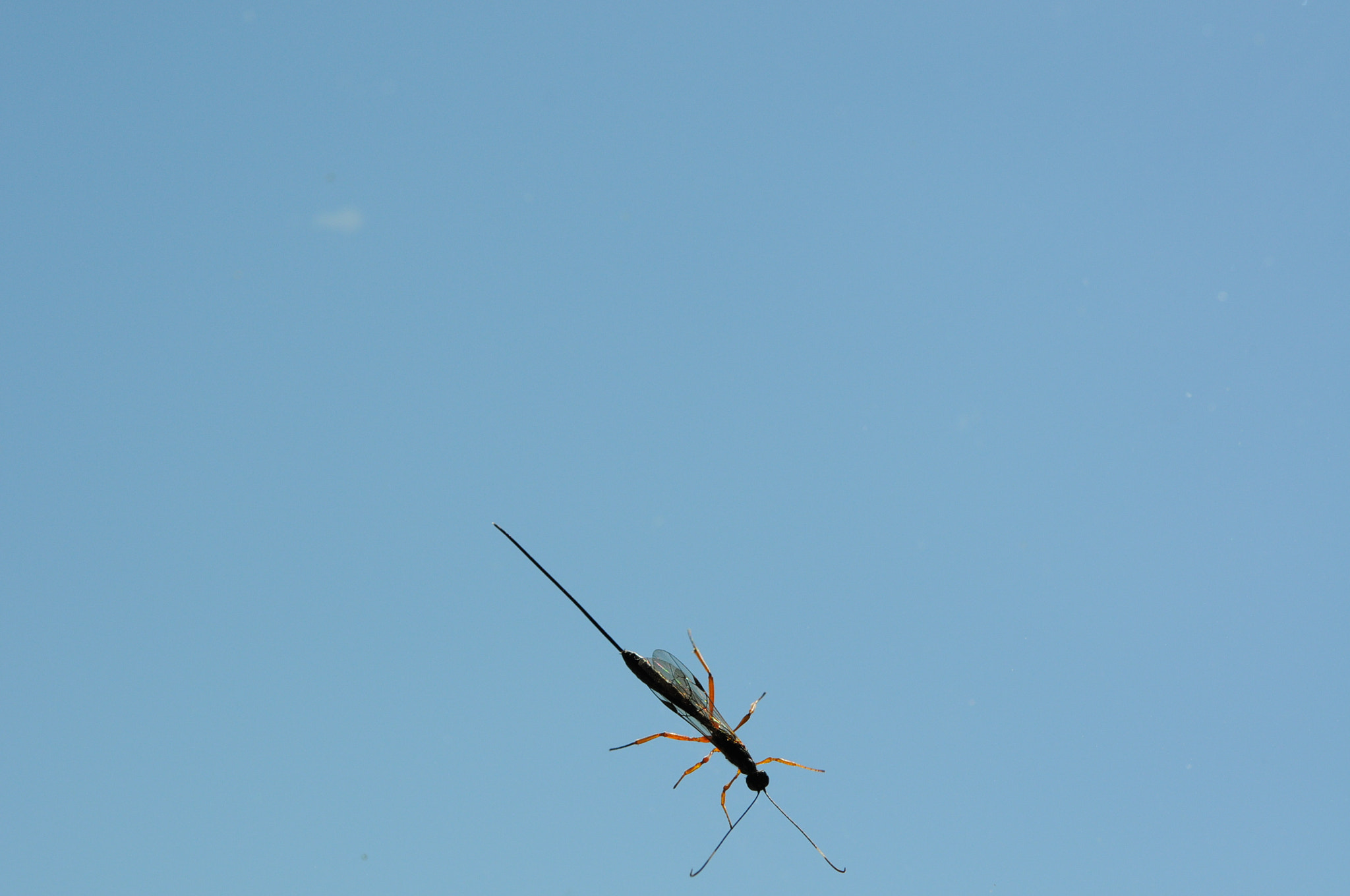 Nikon AF-S Micro-Nikkor 60mm F2.8G ED sample photo. Curieuse ! photography