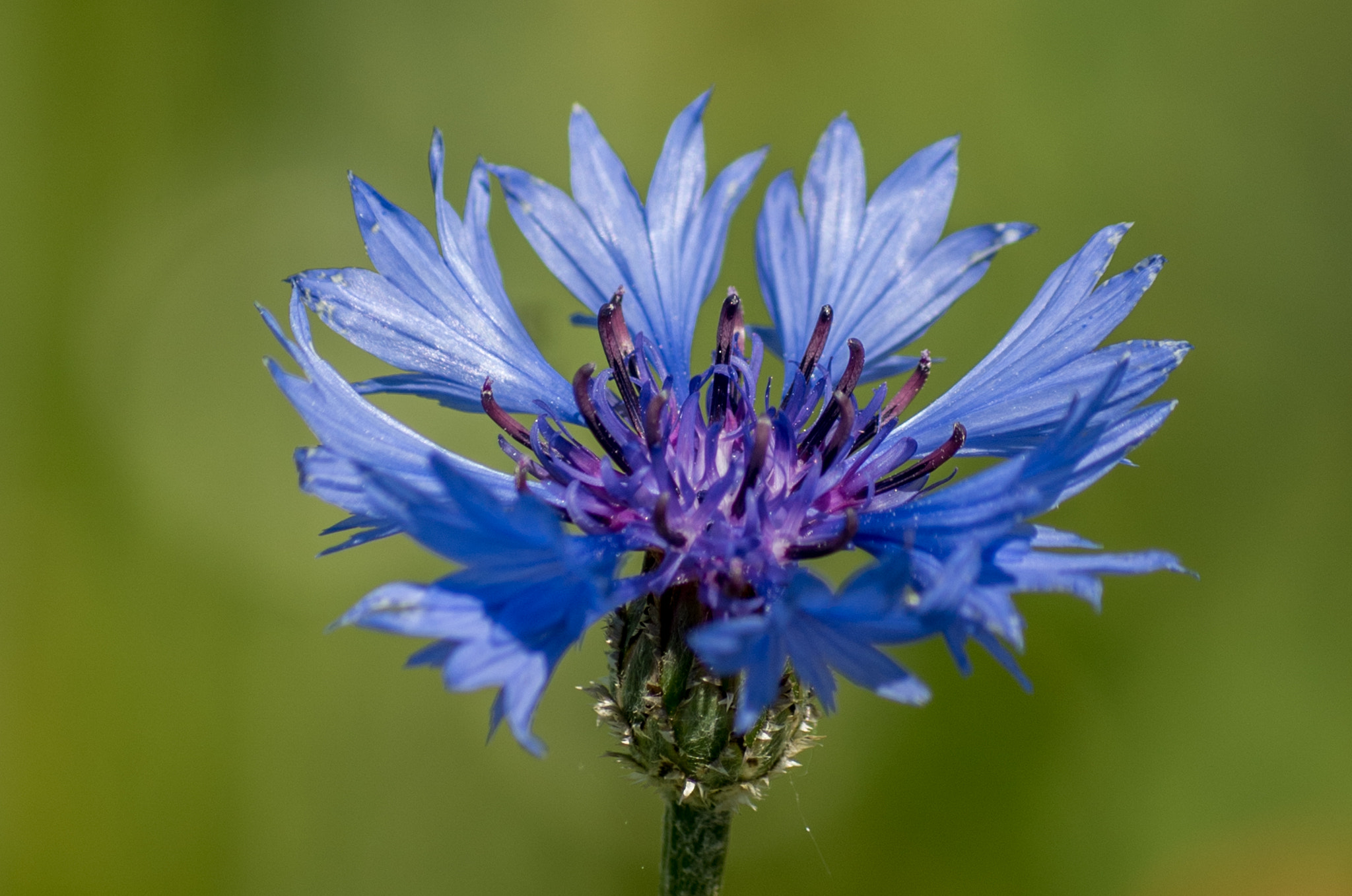 Pentax K-500 + smc PENTAX-DA L 50-200mm F4-5.6 ED sample photo. Knapweed photography