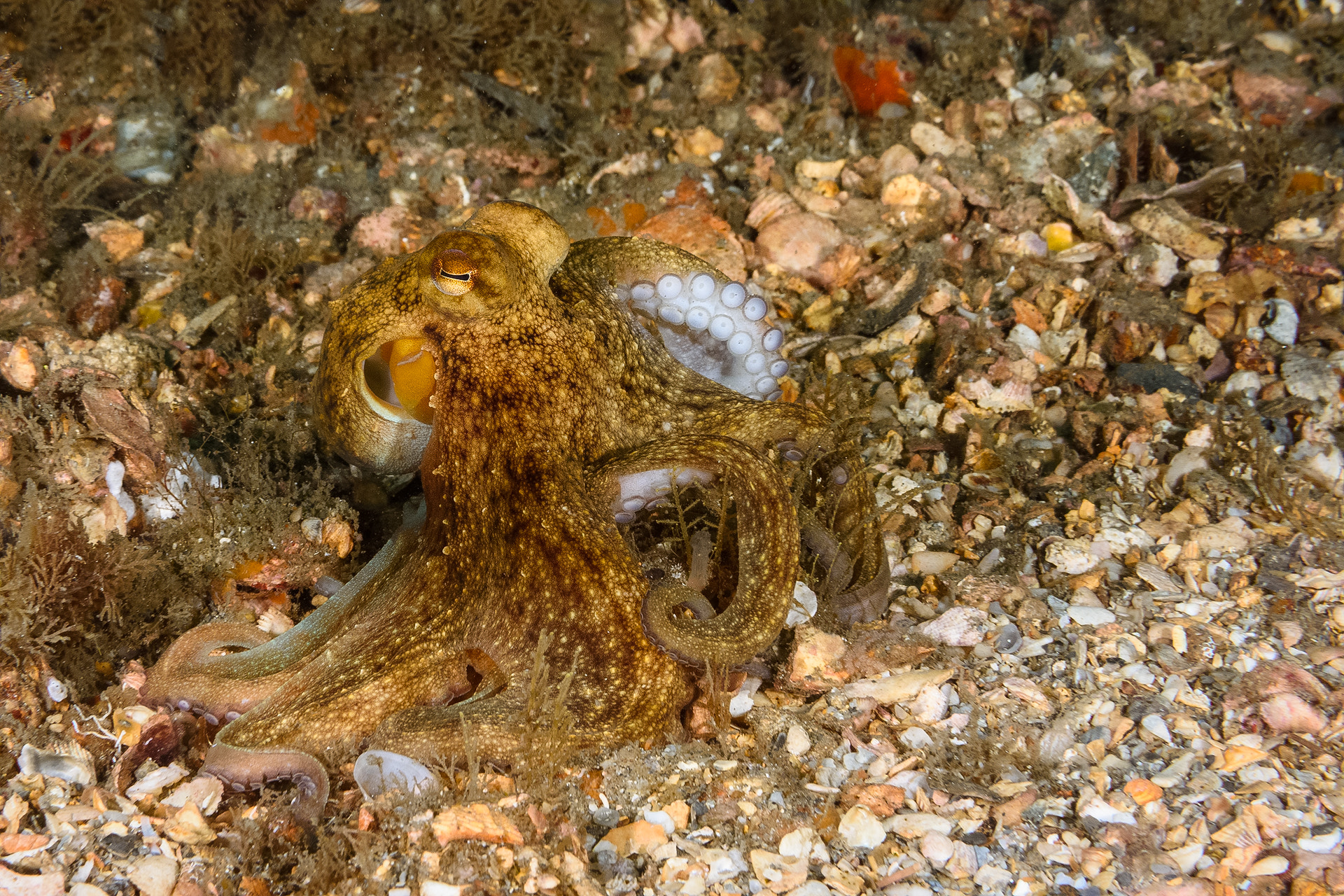 Nikon AF-S Micro-Nikkor 60mm F2.8G ED sample photo. Octopus photography